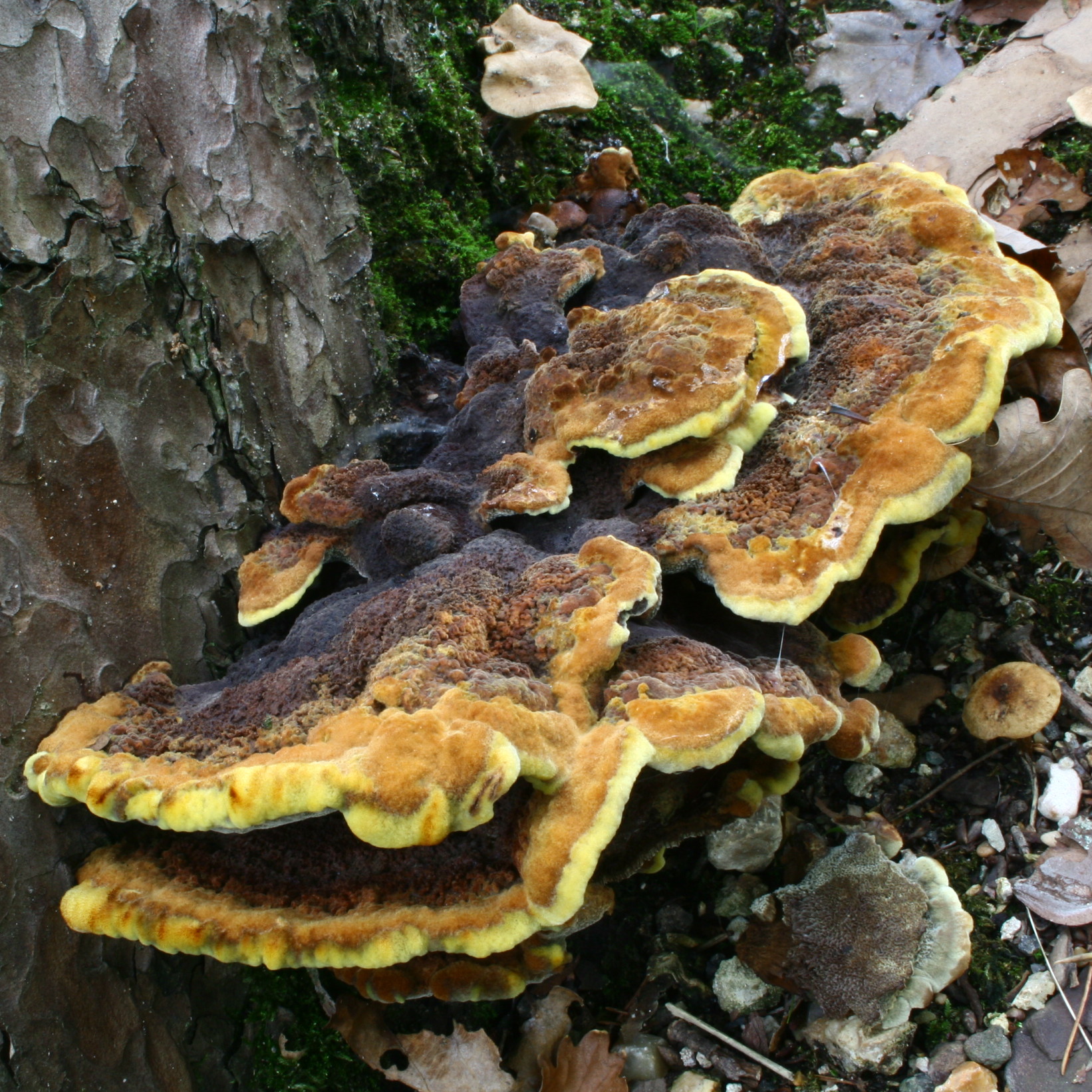 Velvet-top Fungus (Phaeolus schweinitzii)