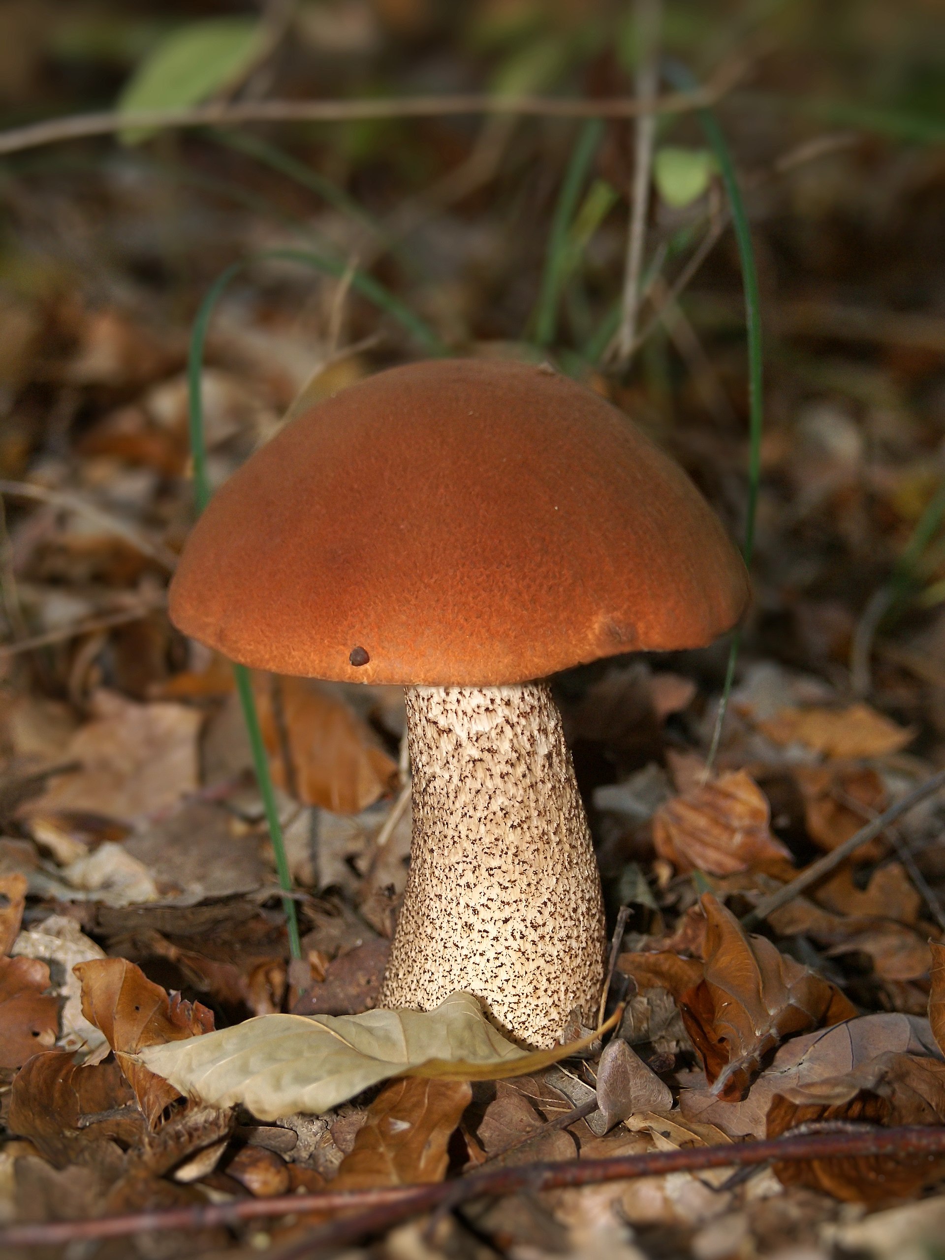 Orange Birch Bolete (Leccinum aurantiacum)