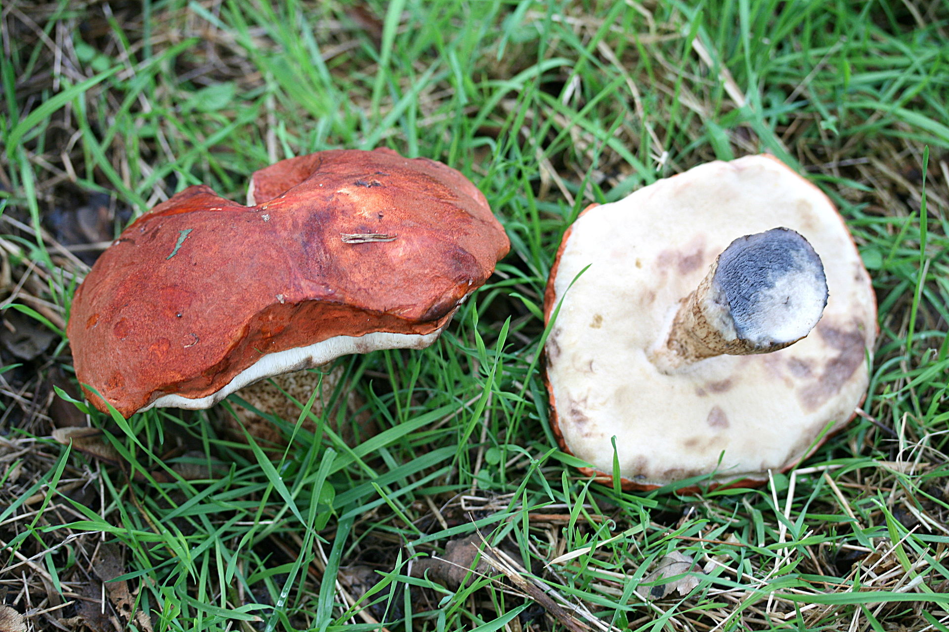 Orange Birch Bolete (Leccinum aurantiacum) wild specimen
