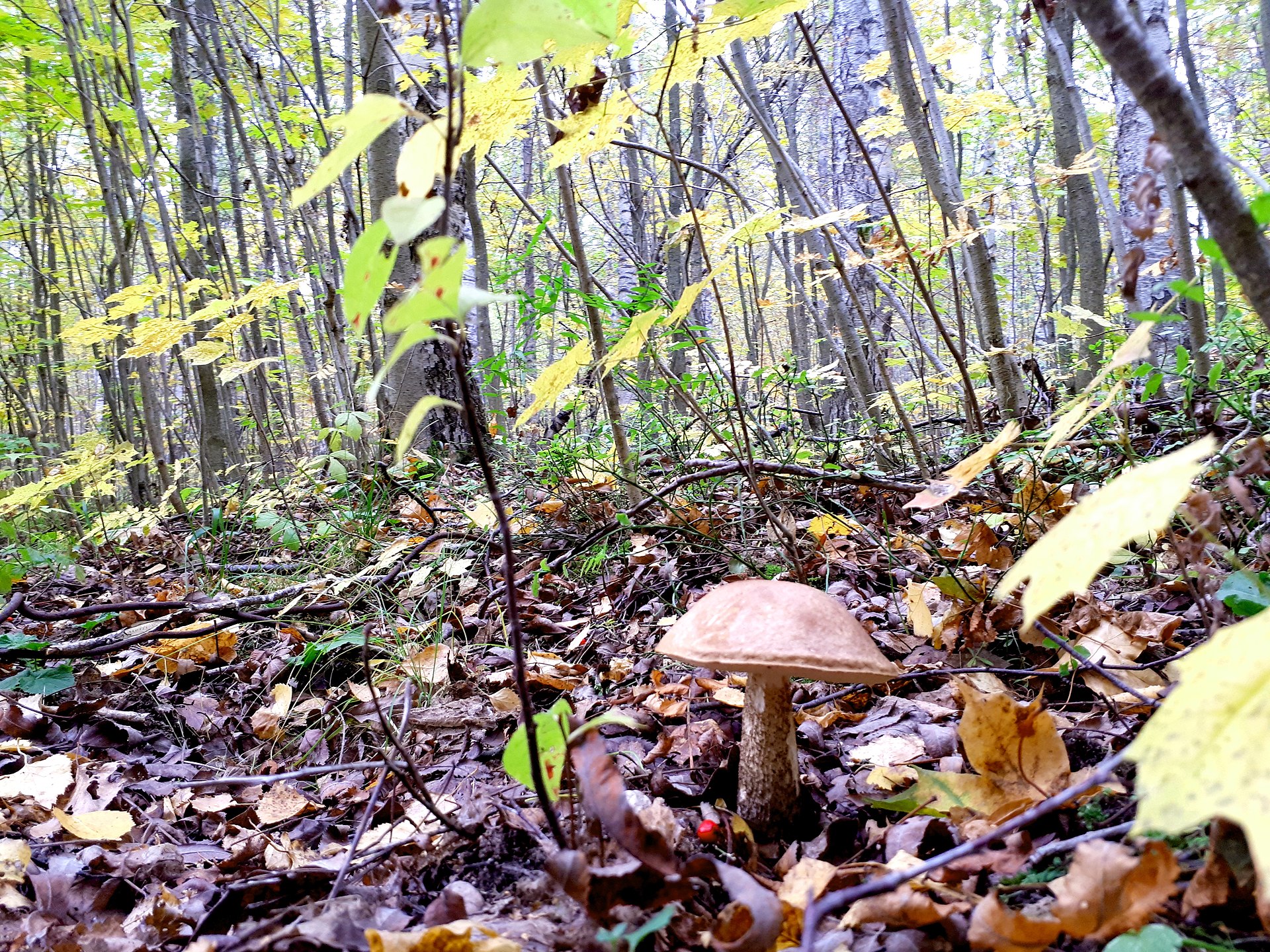 Brown Birch Bolete (Leccinum scabrum) wild specimen