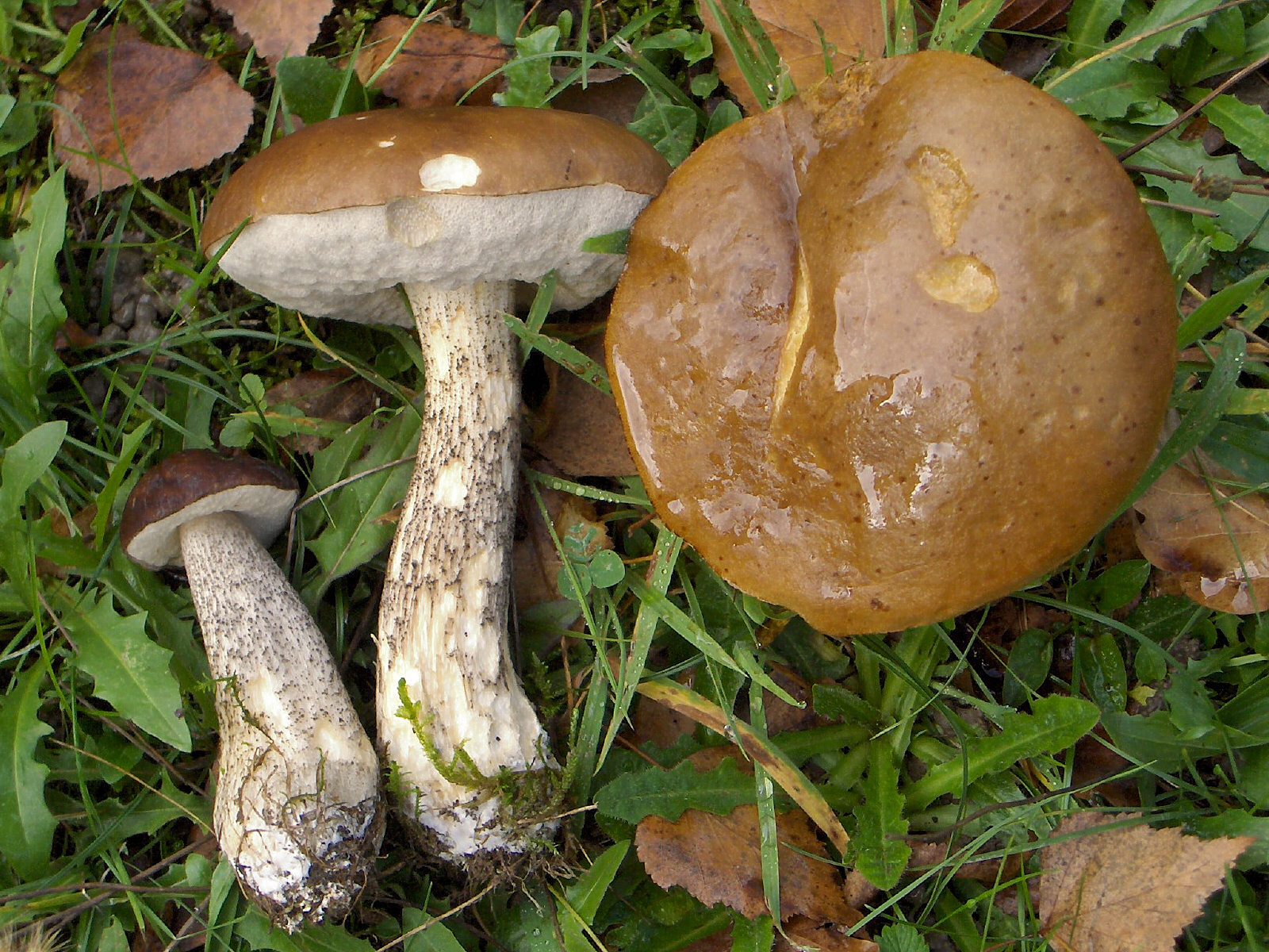 Brown Birch Bolete (Leccinum scabrum) wild specimen