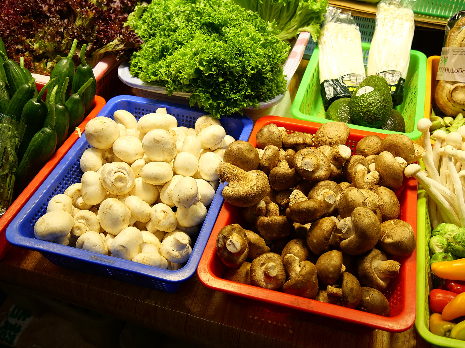 Young Shiitake specimen