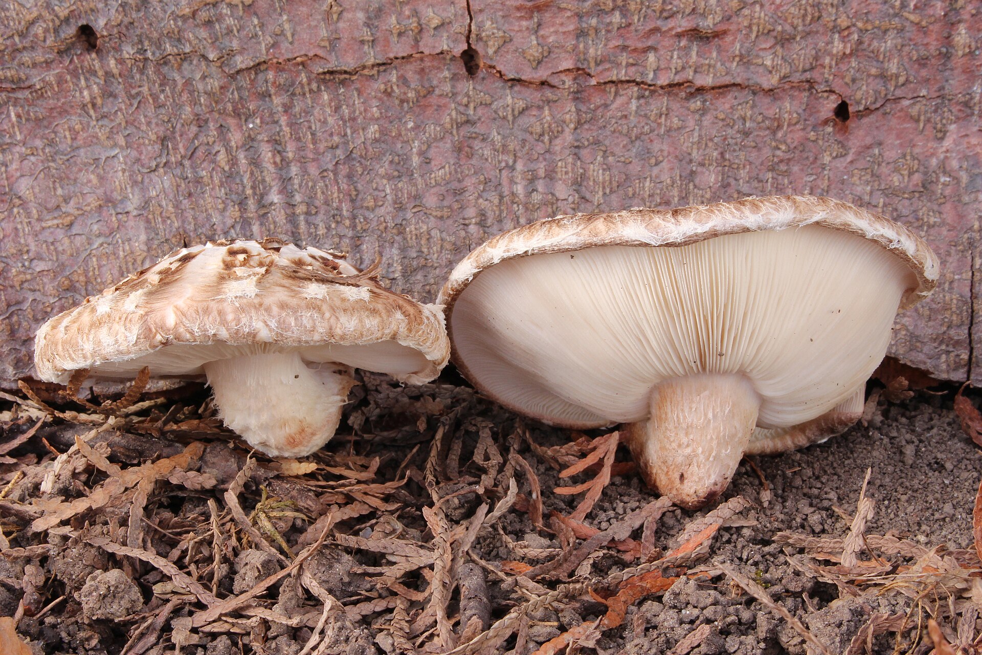 Shiitake (Lentinula edodes) wild specimen