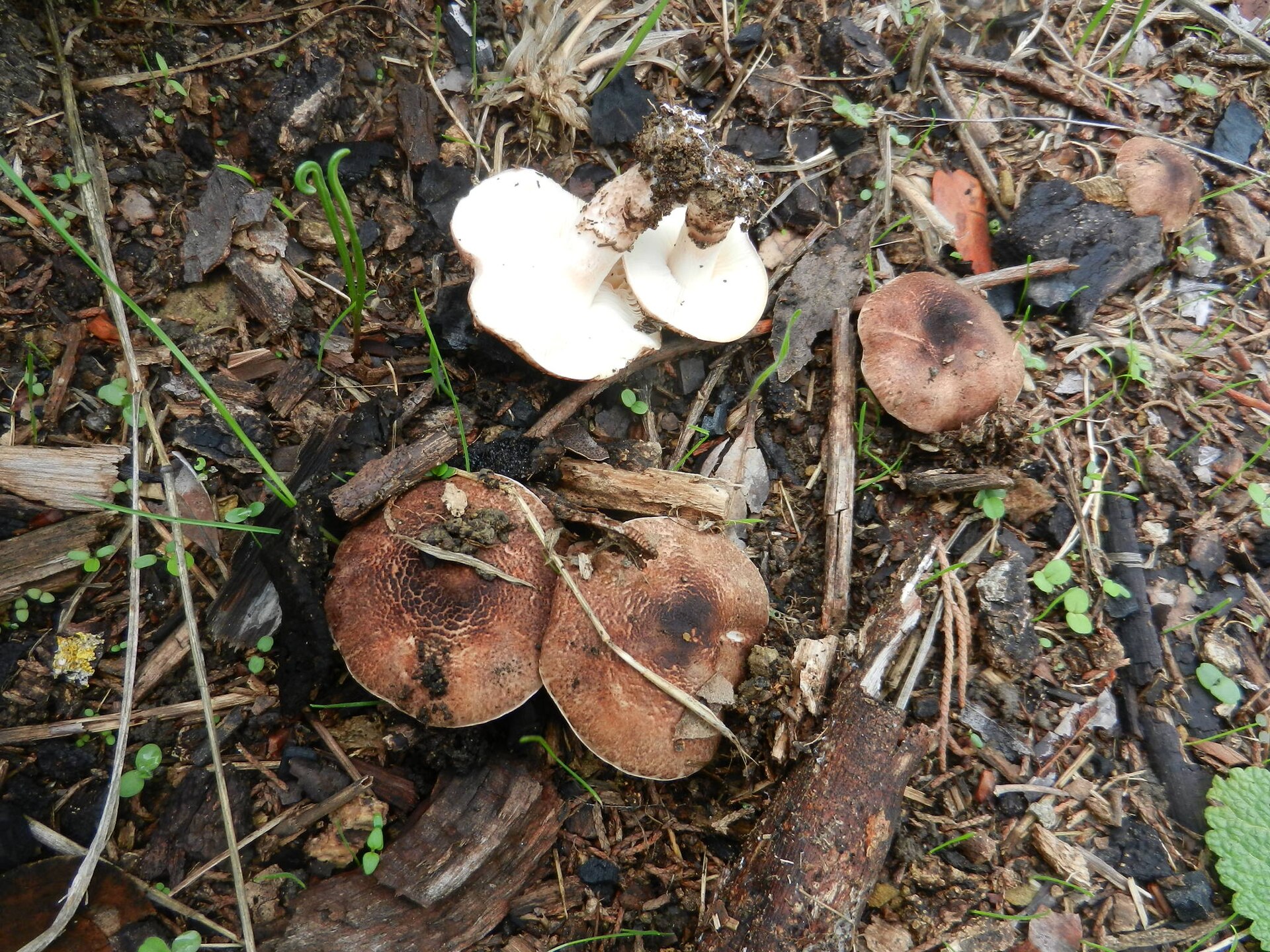 Deadly Dapperling (Lepiota brunneoincarnata)
