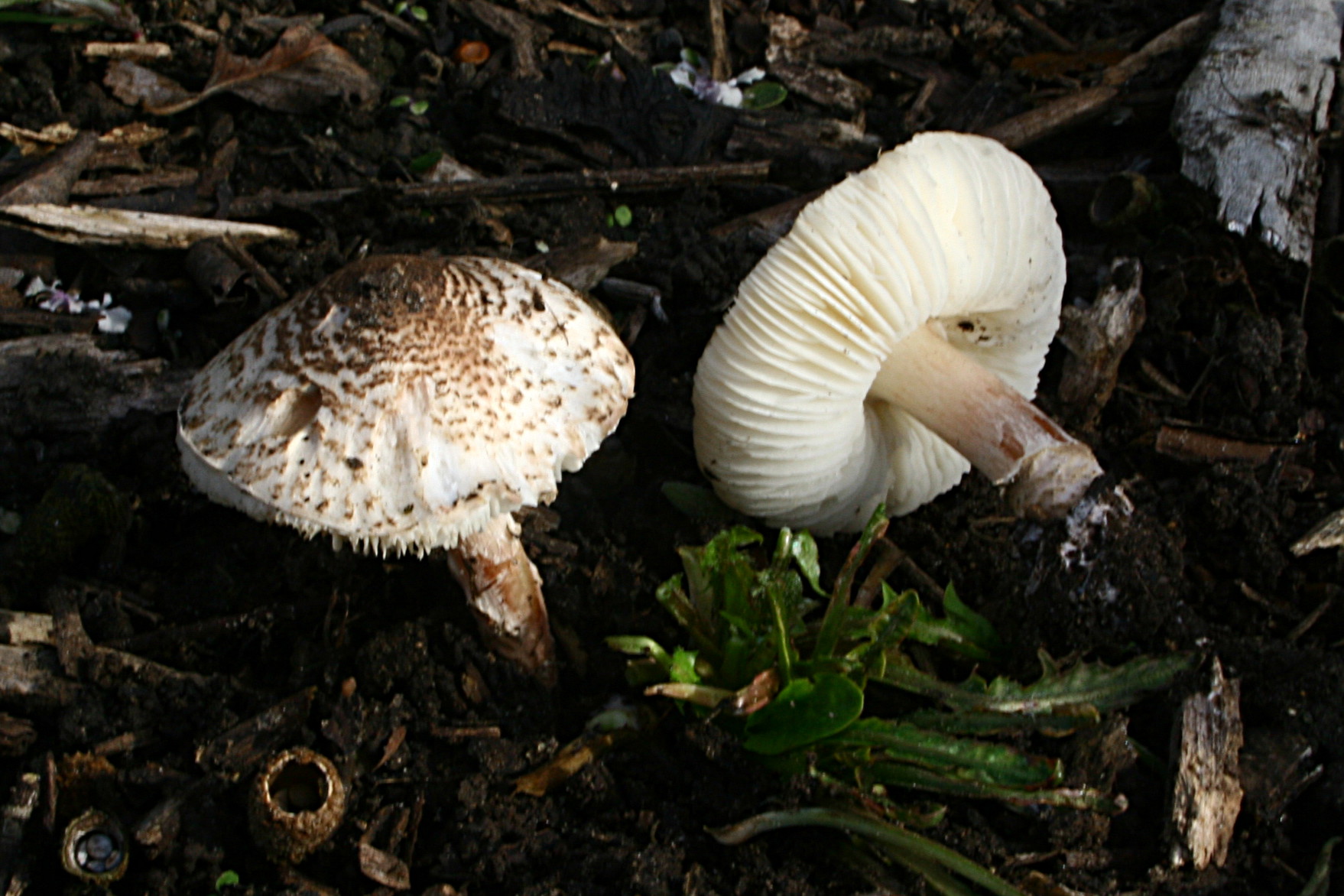 Deadly Dapperling (Lepiota brunneoincarnata) wild specimen