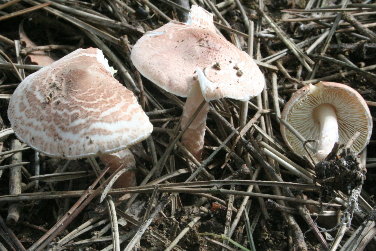 Deadly Dapperling (Lepiota brunneoincarnata) wild specimen