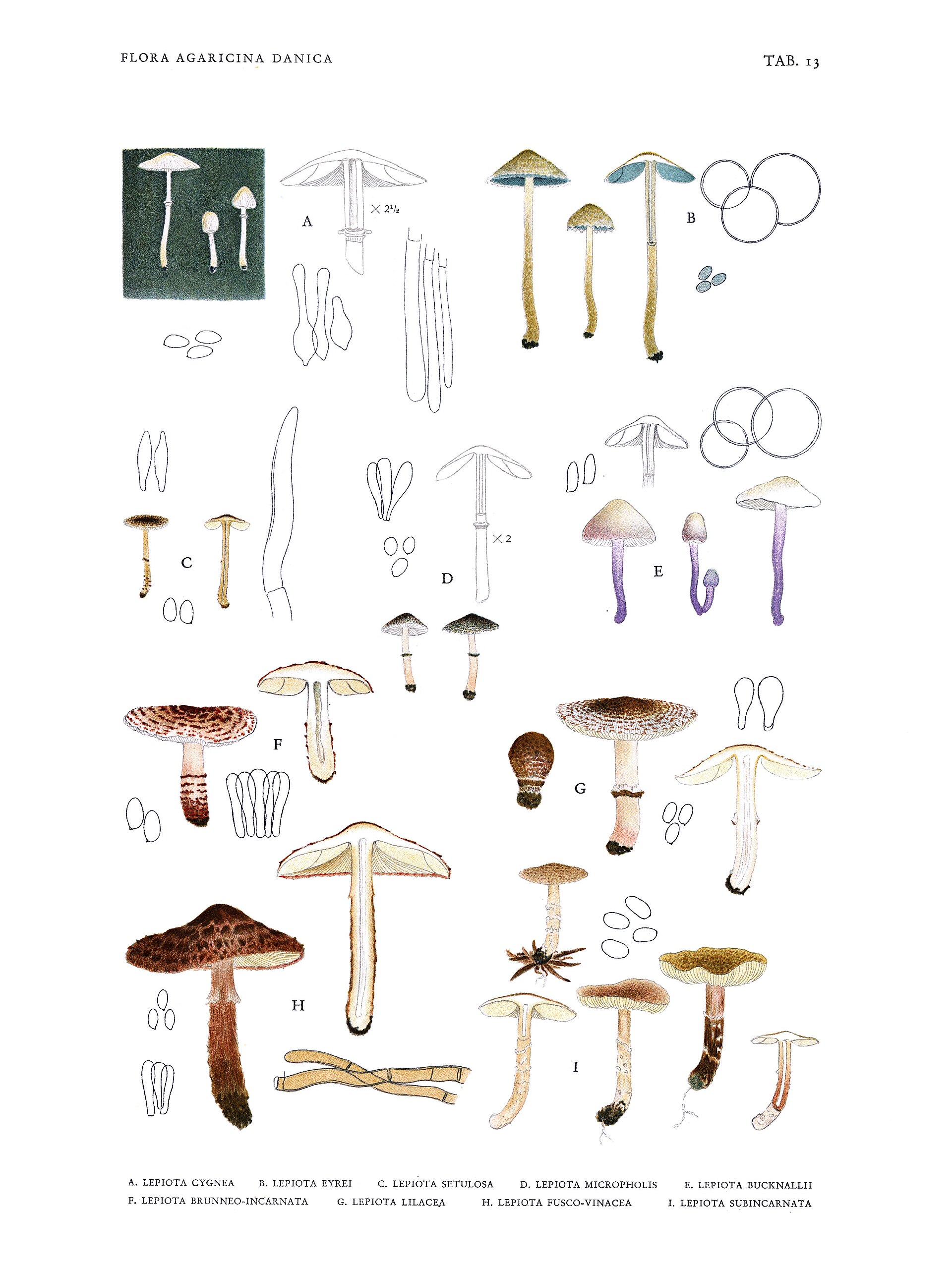 Deadly Dapperling (Lepiota brunneoincarnata) wild specimen