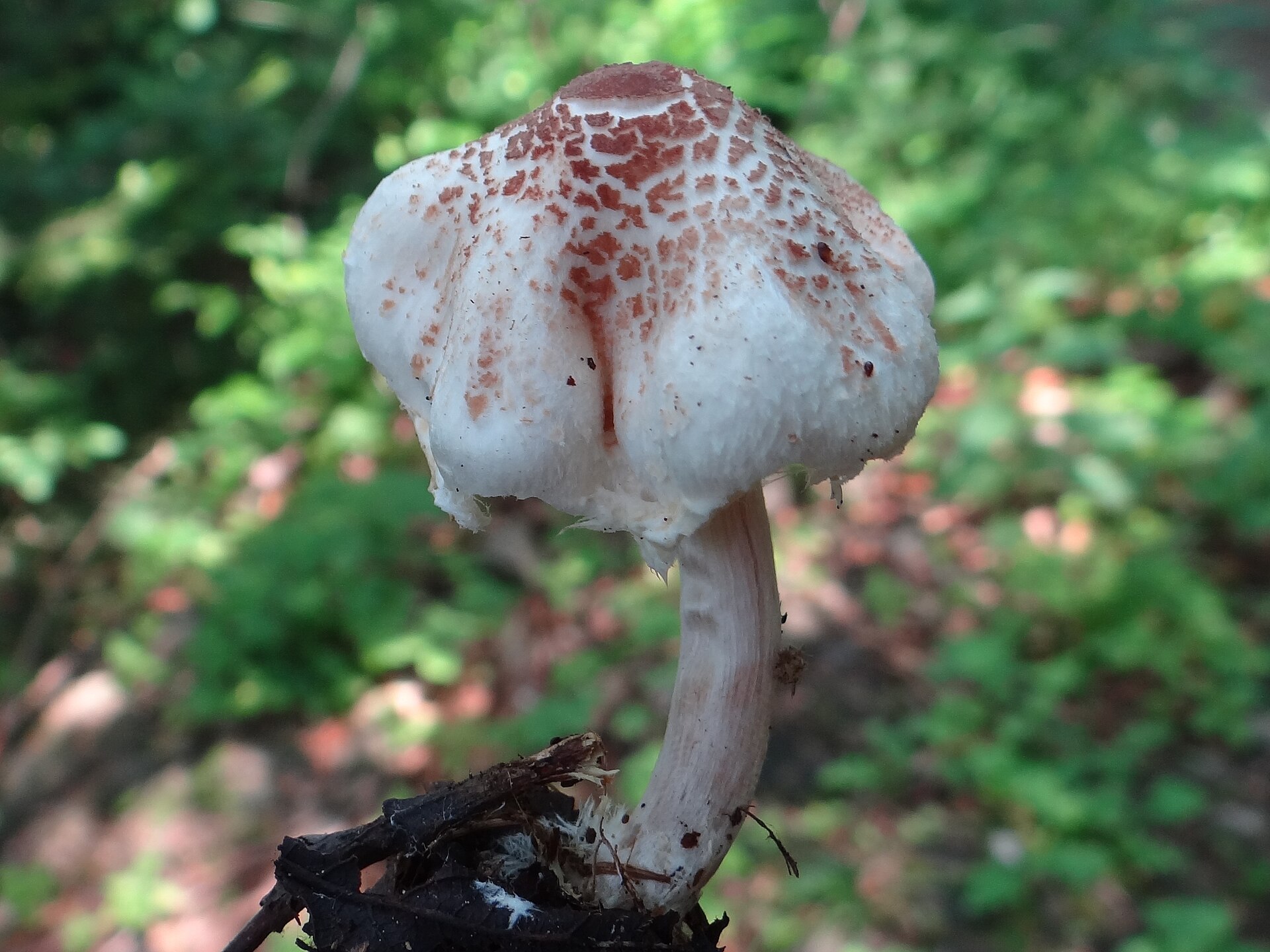 Stinking Dapperling (Lepiota cristata)