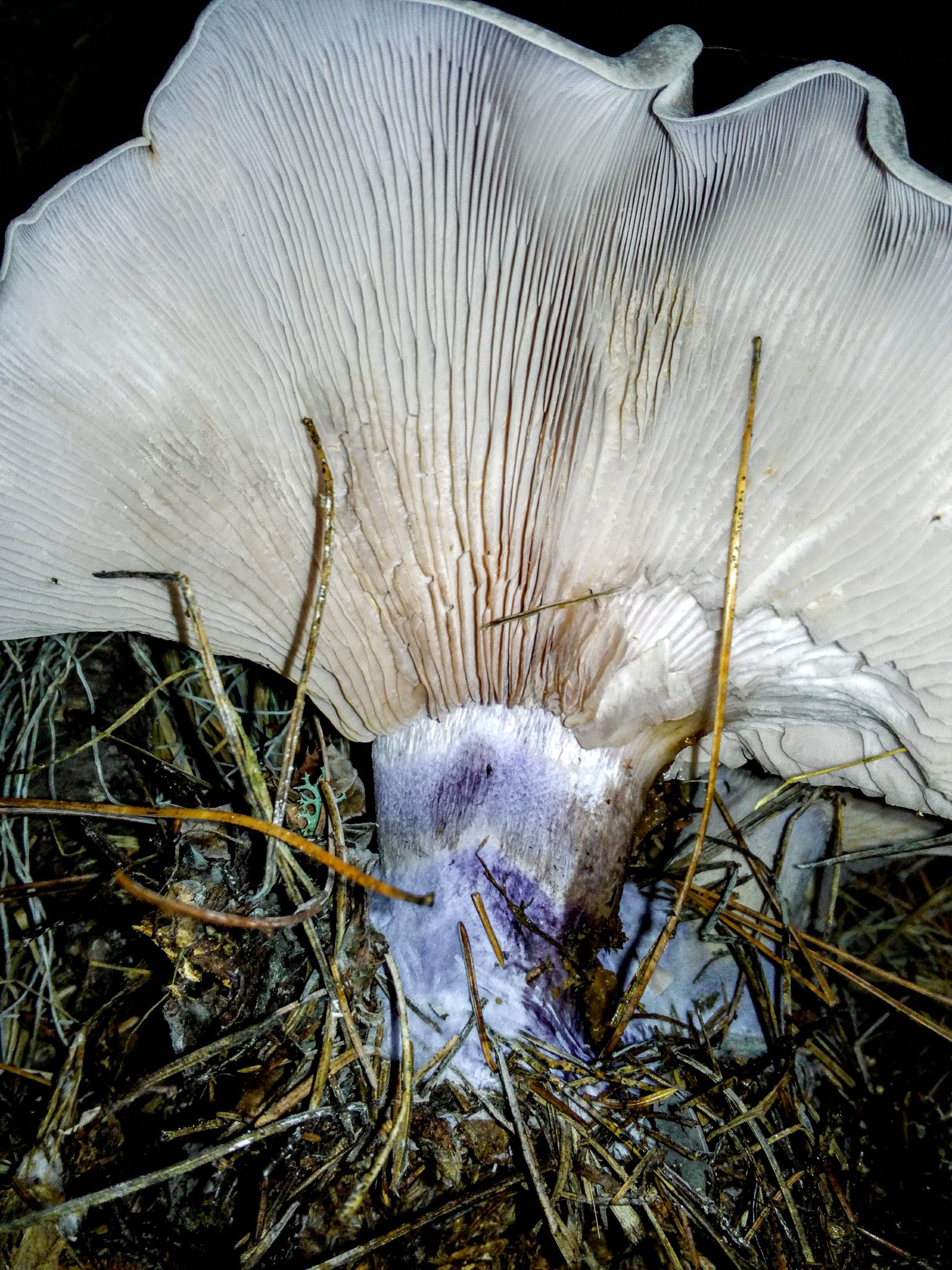 Field Blewit (Lepista saeva) wild specimen