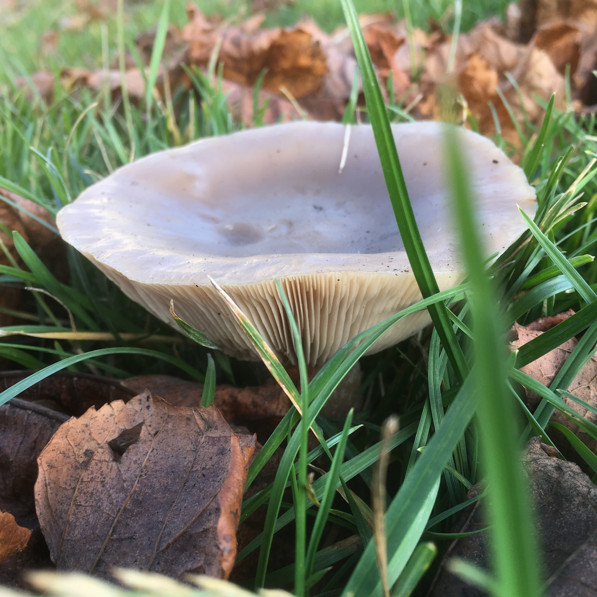 Field Blewit (Lepista saeva) wild specimen