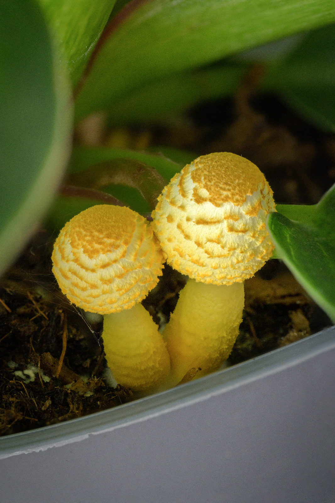 Yellow Houseplant Mushroom (Leucocoprinus birnbaumii) wild specimen