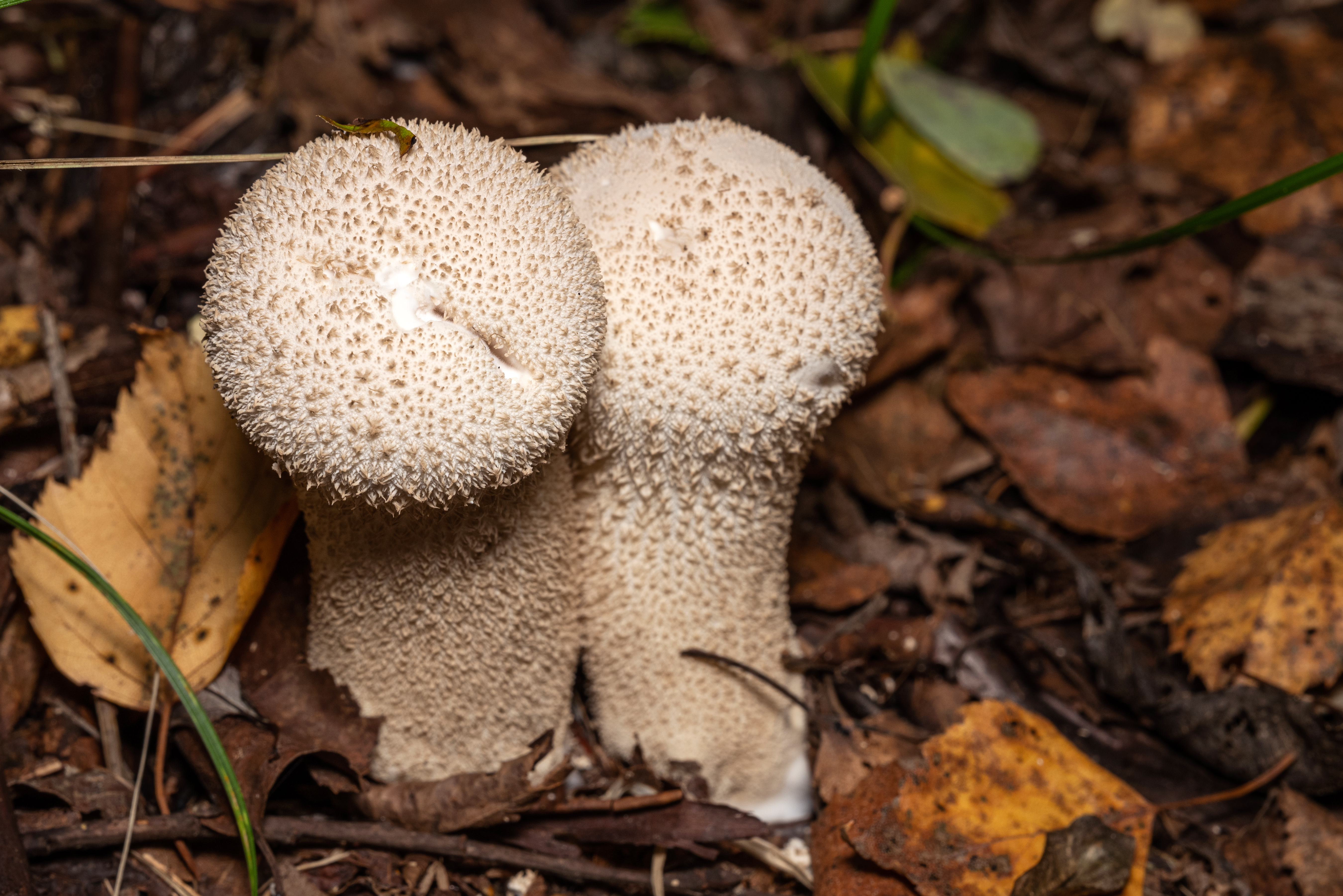 Common Puffball (Lycoperdon perlatum)