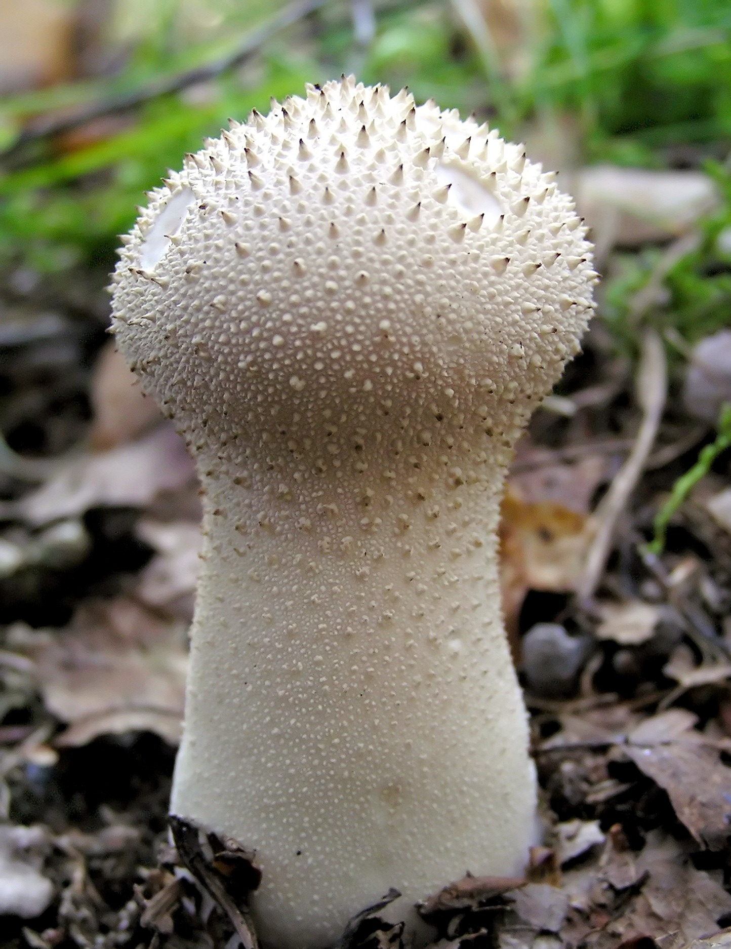 Single Common Puffball mushroom showing detailed gem-like warts against dark background