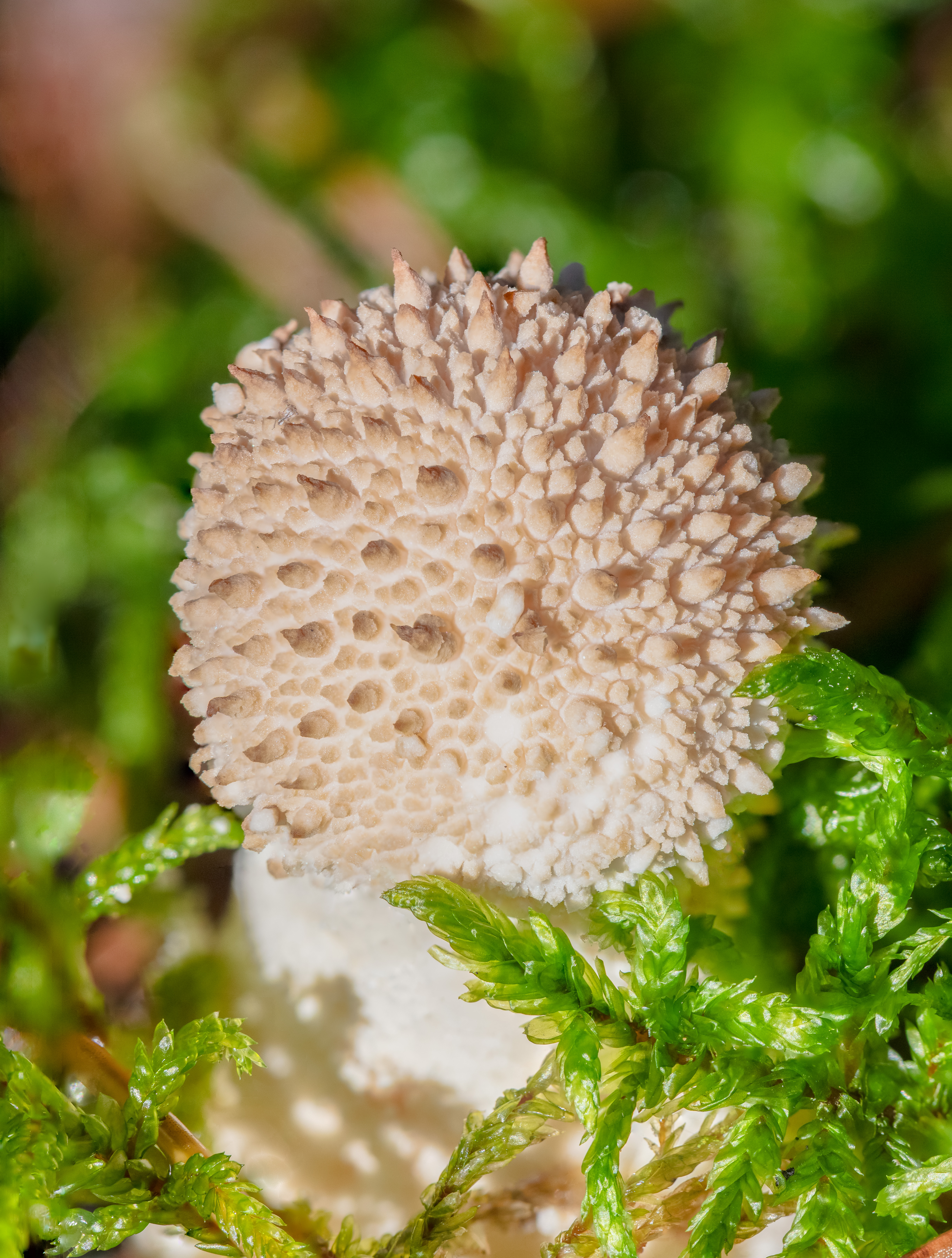 Common Puffball with focus-stacked detail showing spiny surface in Munich forest