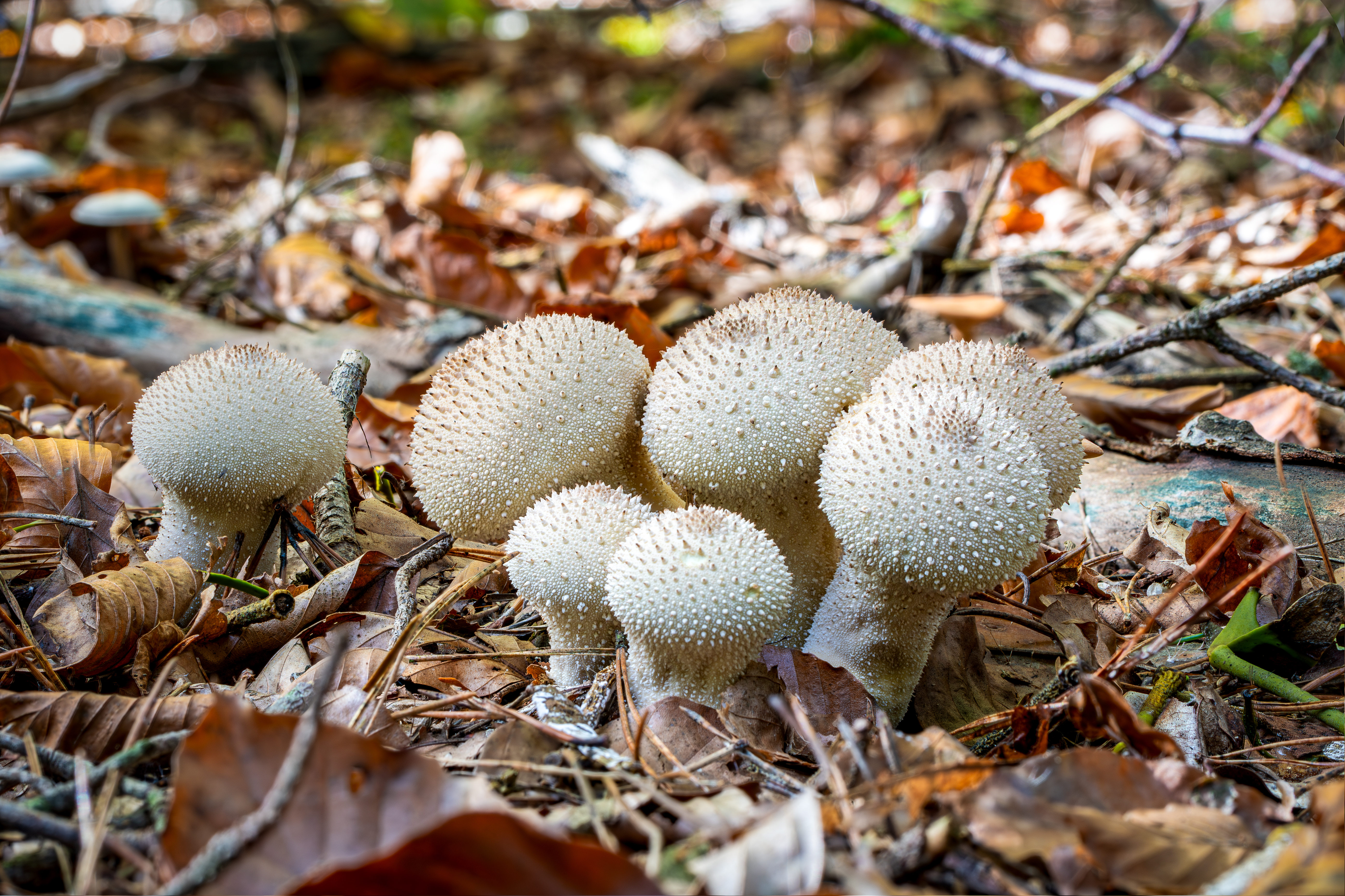Common Puffball cap detail