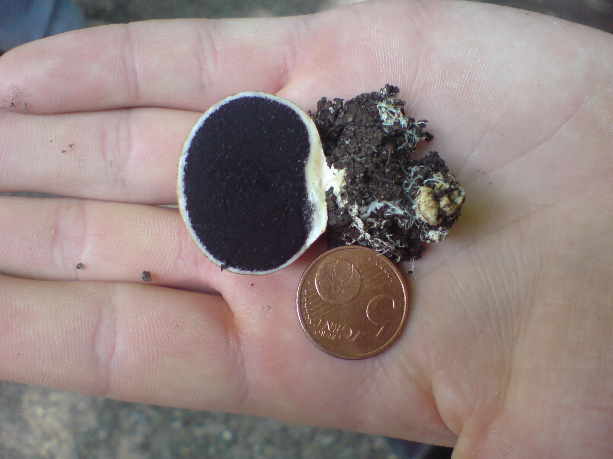 Common Puffball gills detail