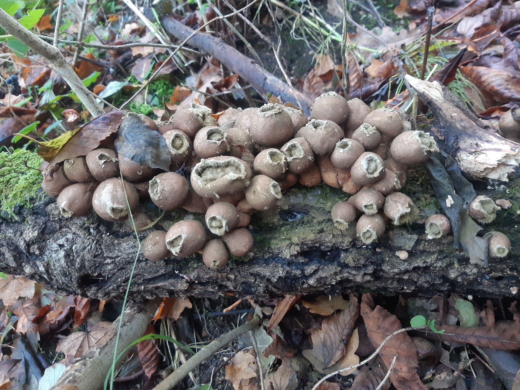 Pear-shaped Puffball (Apioperdon pyriforme)