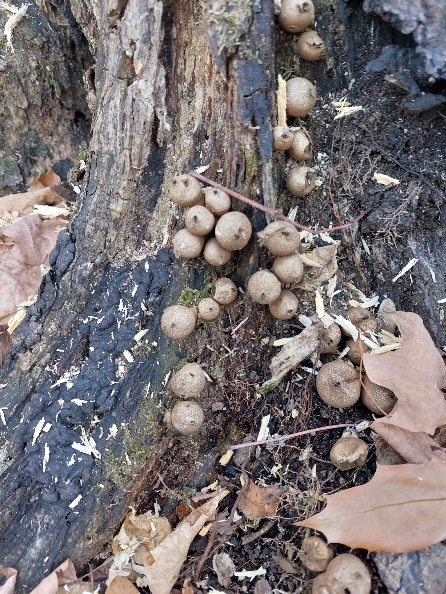 Pear-shaped Puffball (Lycoperdon pyriforme)
