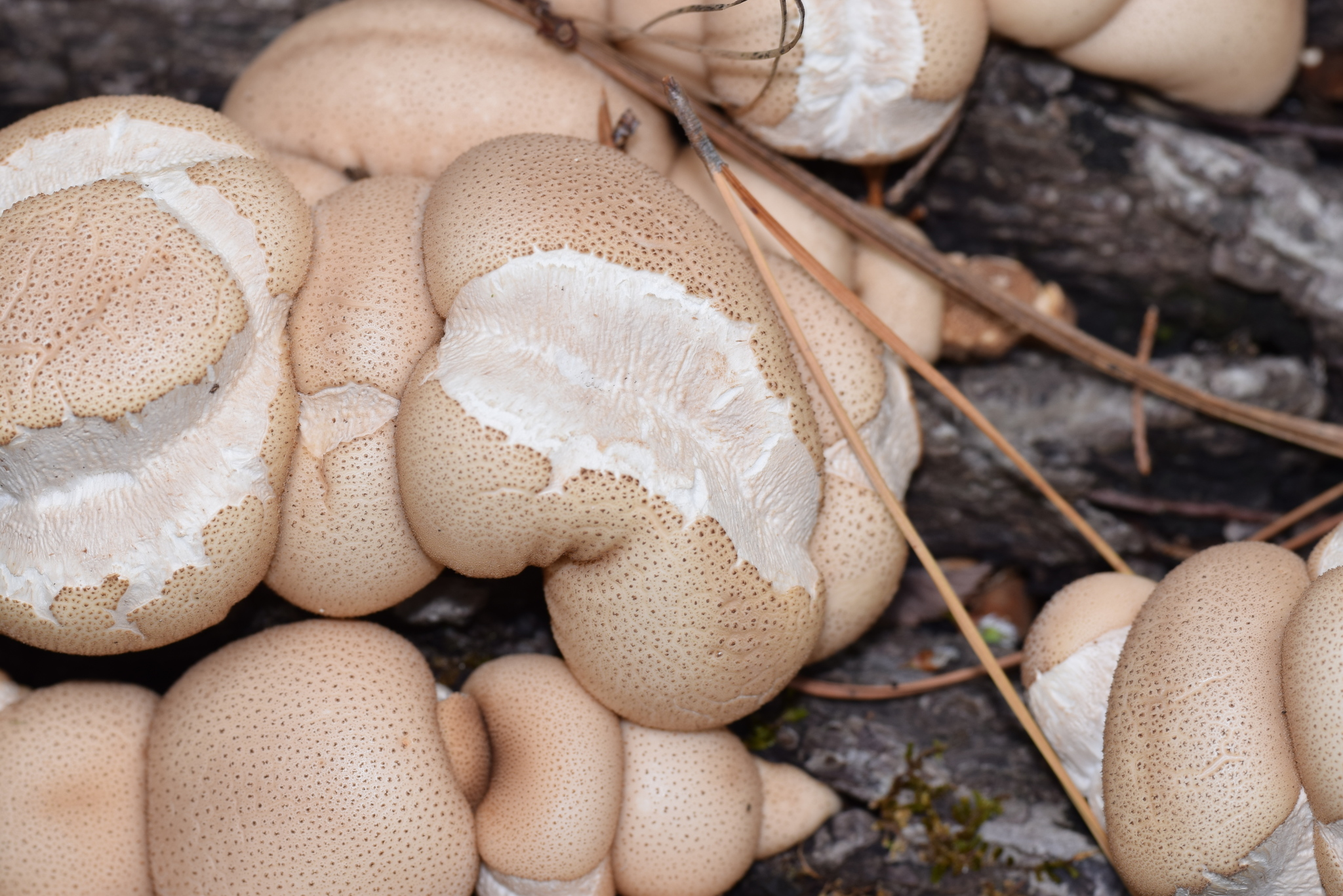 Pear-shaped Puffball (Lycoperdon pyriforme) wild specimen