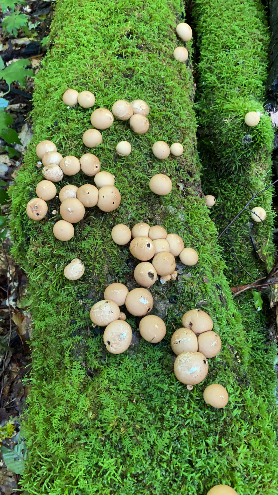Pear-shaped Puffball (Lycoperdon pyriforme) wild specimen