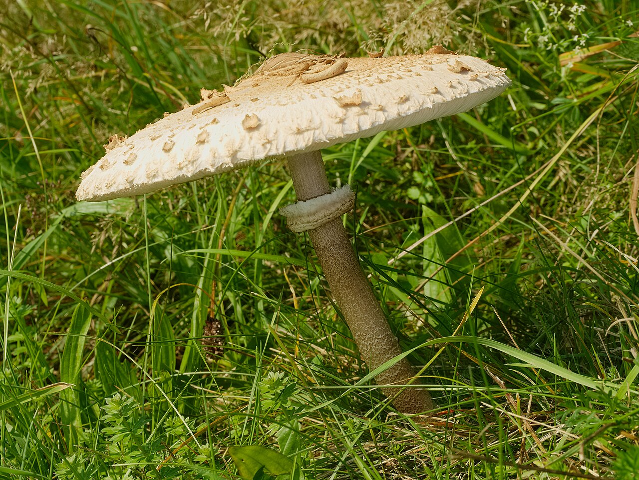 Parasol Mushroom (Macrolepiota procera)