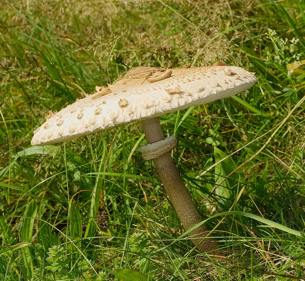 Underside of a Parasol Mushroom cap showing dense white gills and the characteristic snakeskin-patterned stem