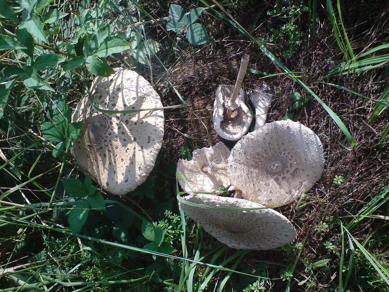 Parasol Mushroom growing on a forest floor in Czech Republic, showing the closed drumstick shape of a younger specimen