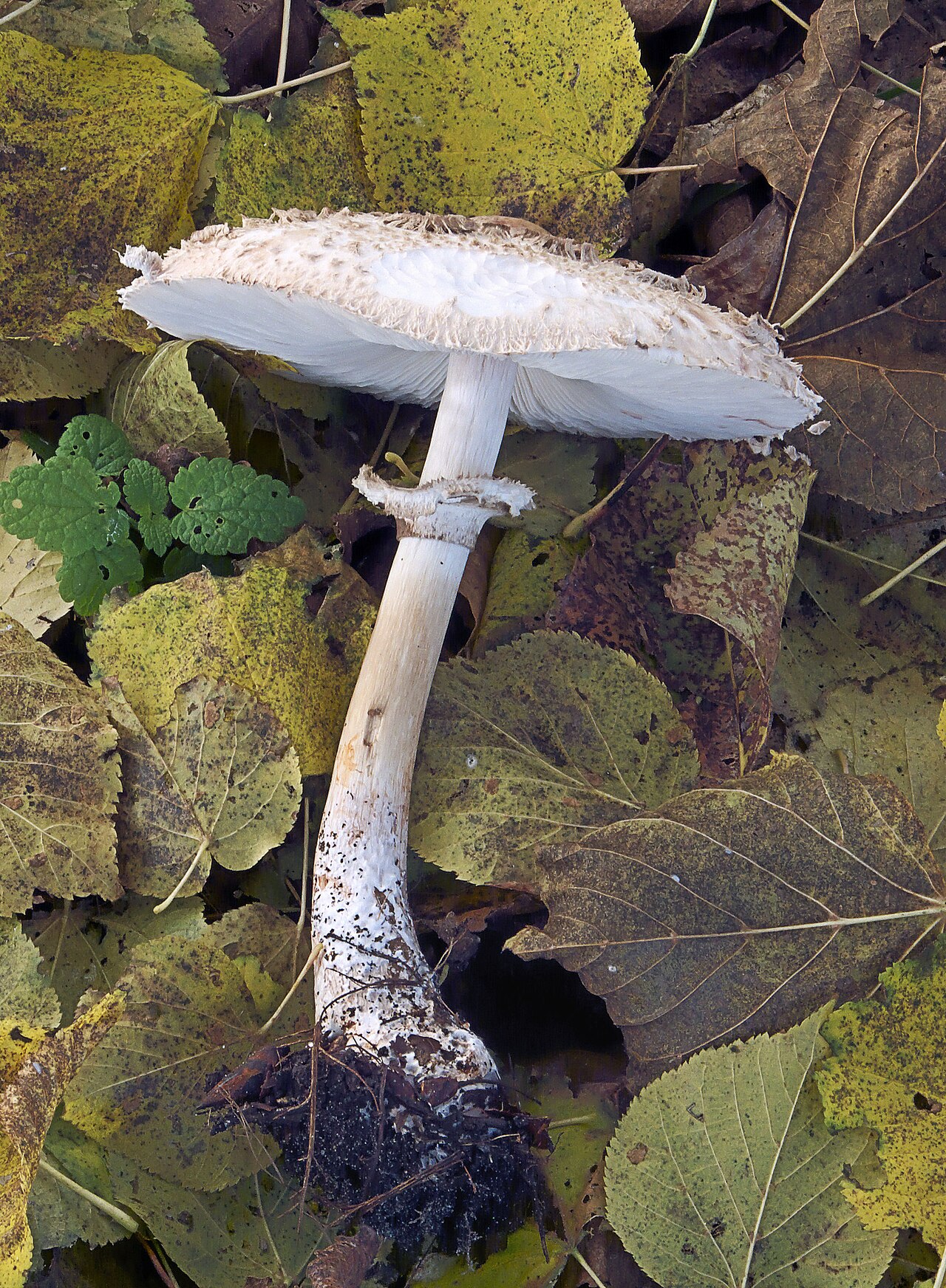 Shaggy Parasol (Chlorophyllum rhacodes)