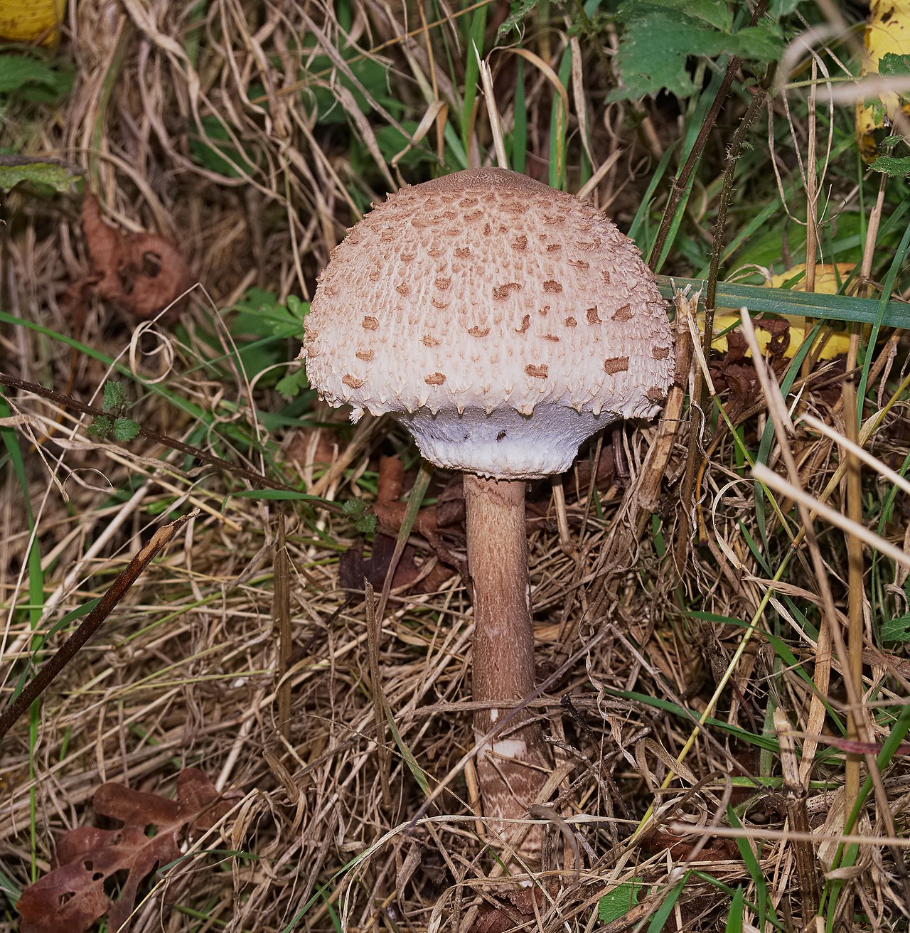 Parasol Mushroom stem and base detail