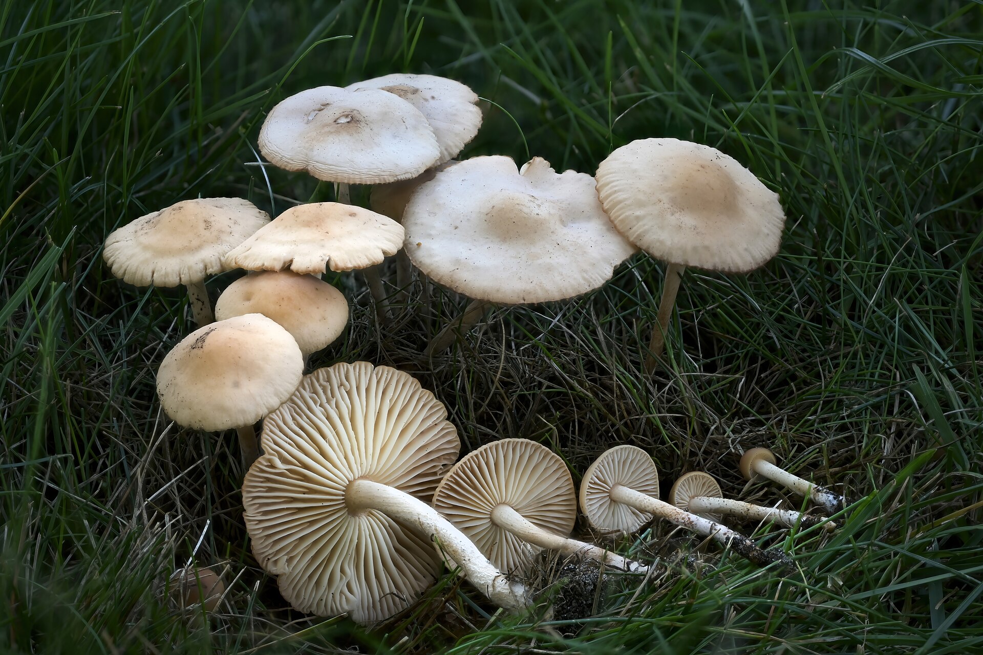 Fairy Ring Mushroom (Marasmius oreades)