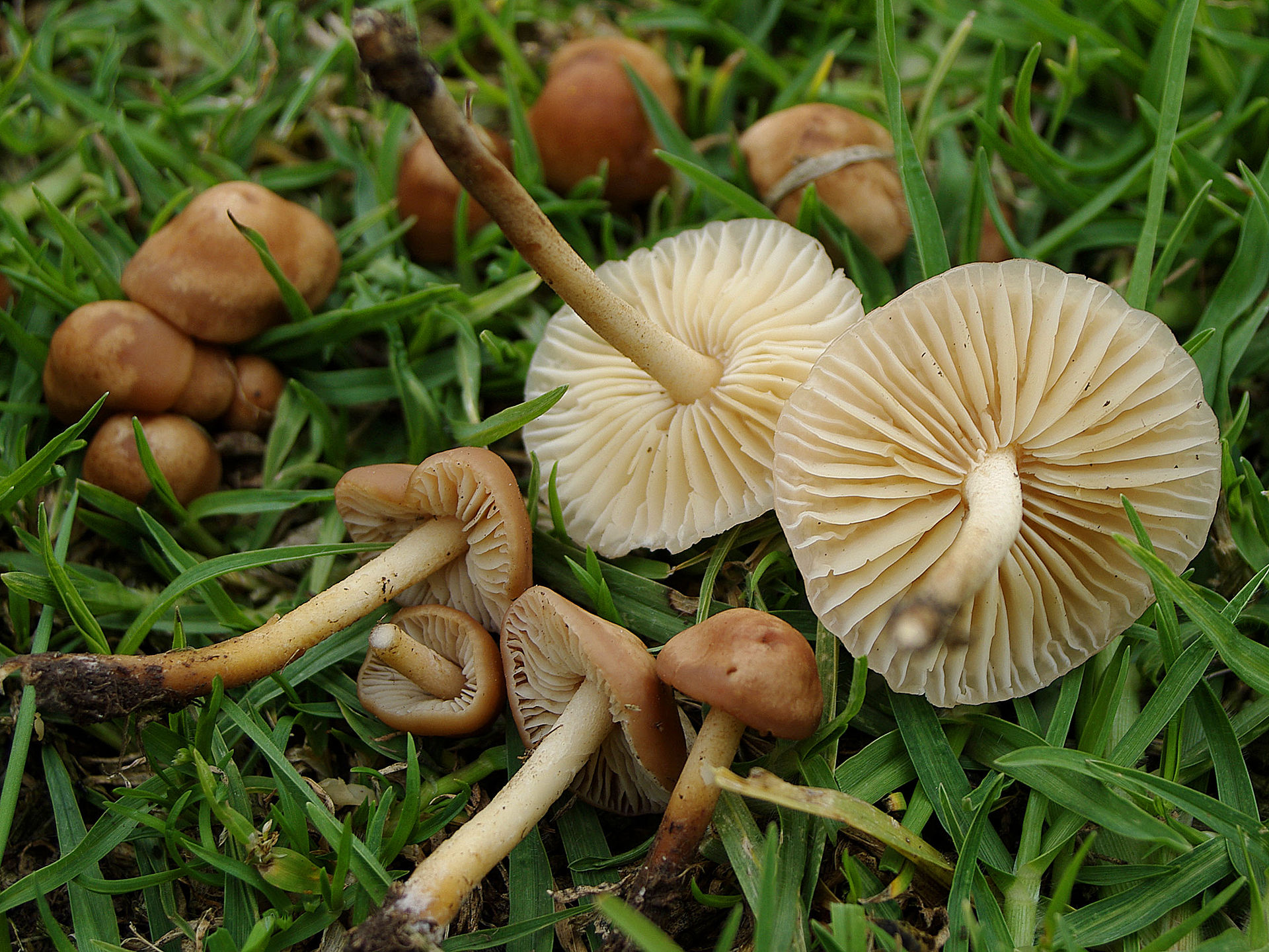 Fairy Ring Mushroom (Marasmius oreades) wild specimen