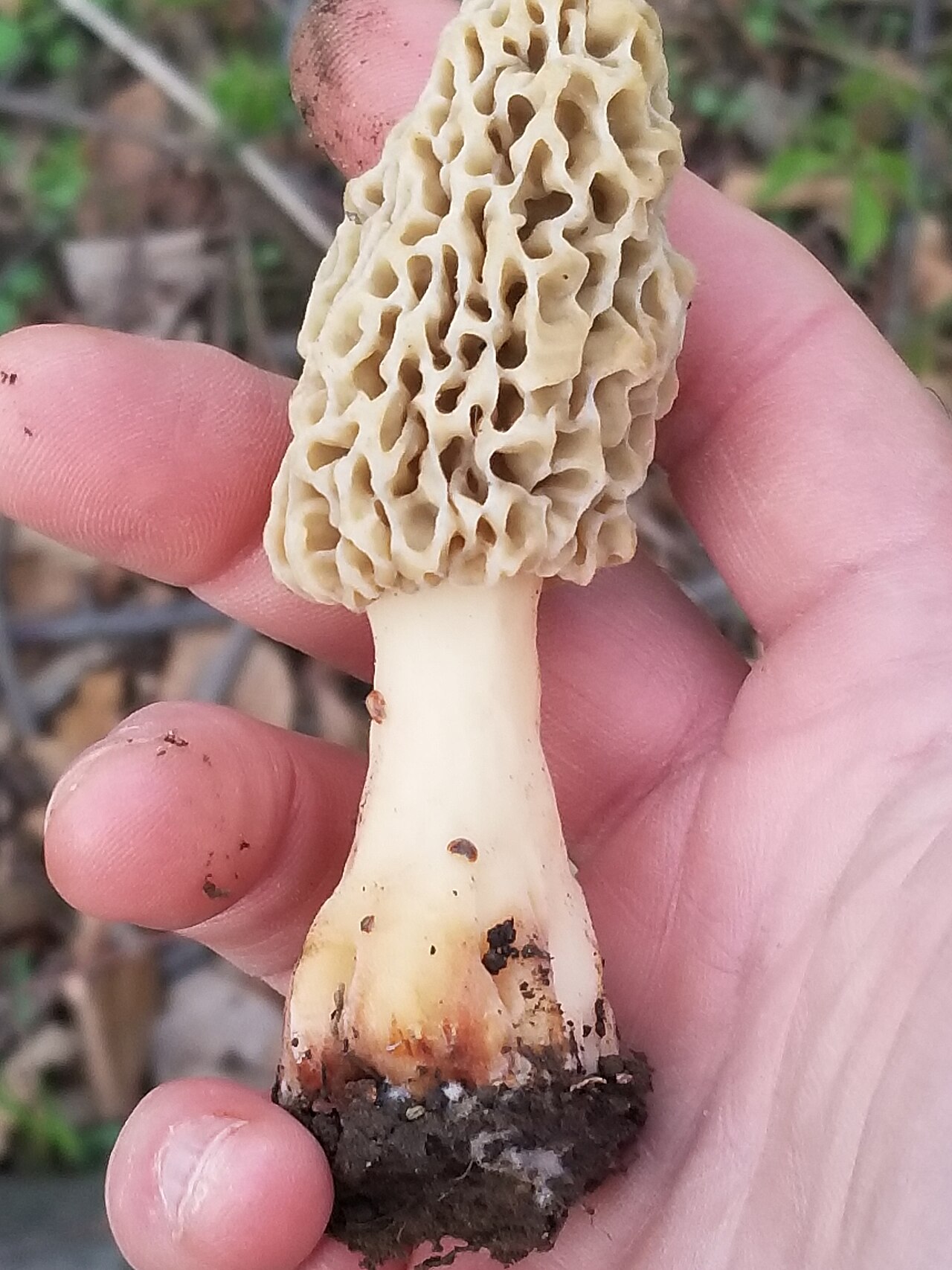 Morel mushroom emerging from leaf litter on the forest floor