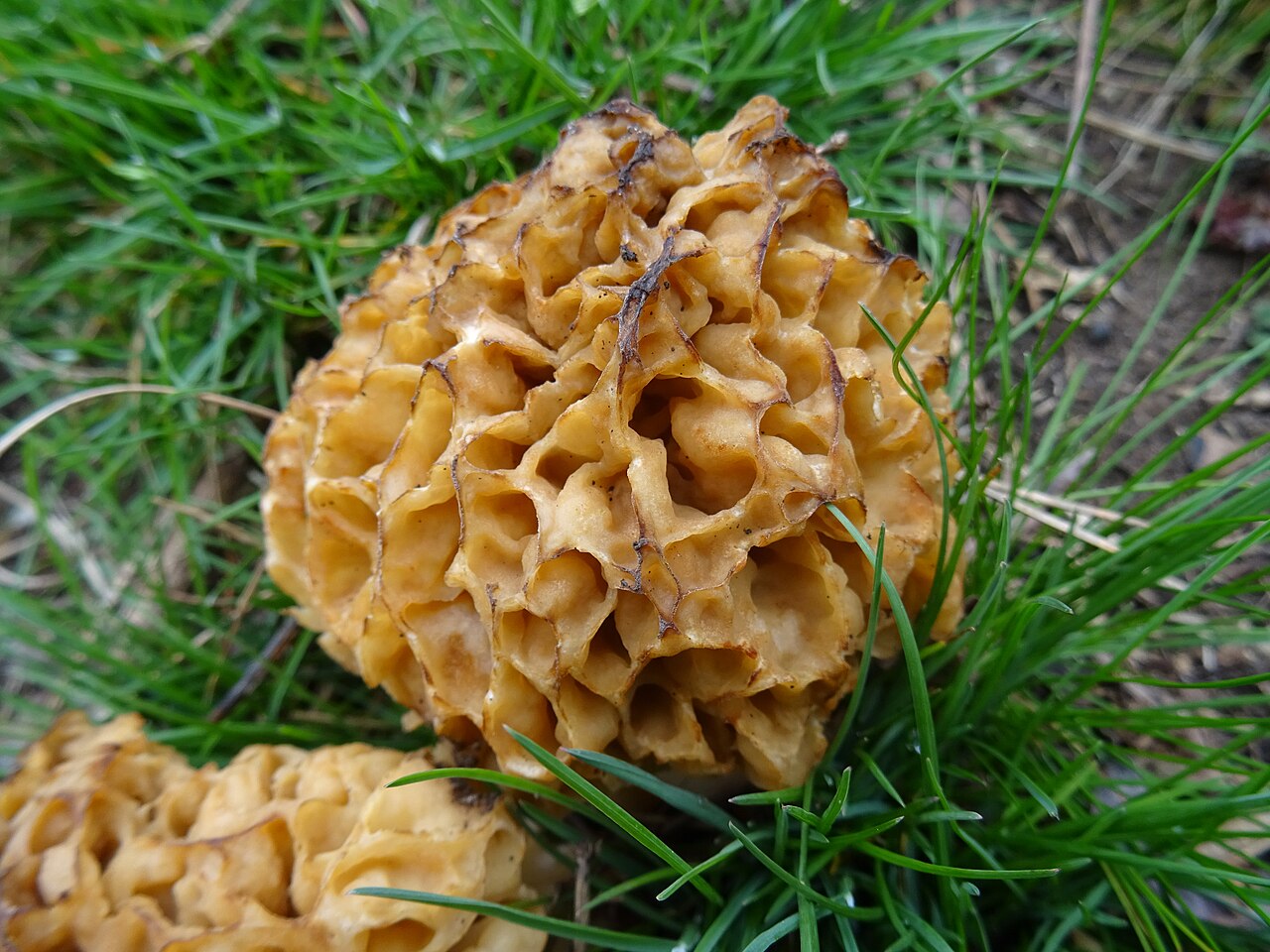 Round morel variety showing pale cream honeycomb cap in Italian woodland