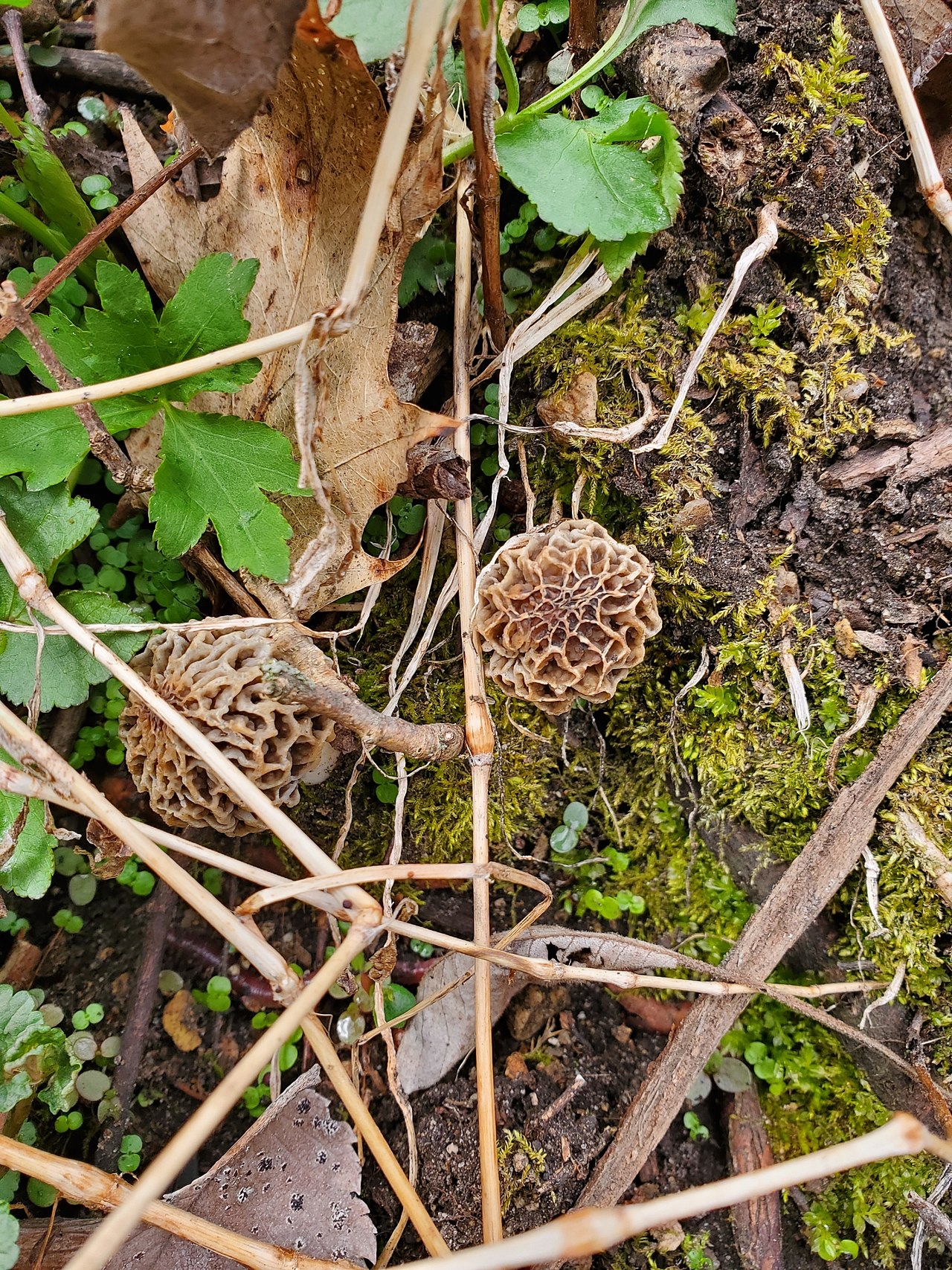 Close-up of morel mushroom showing detailed pit and ridge texture