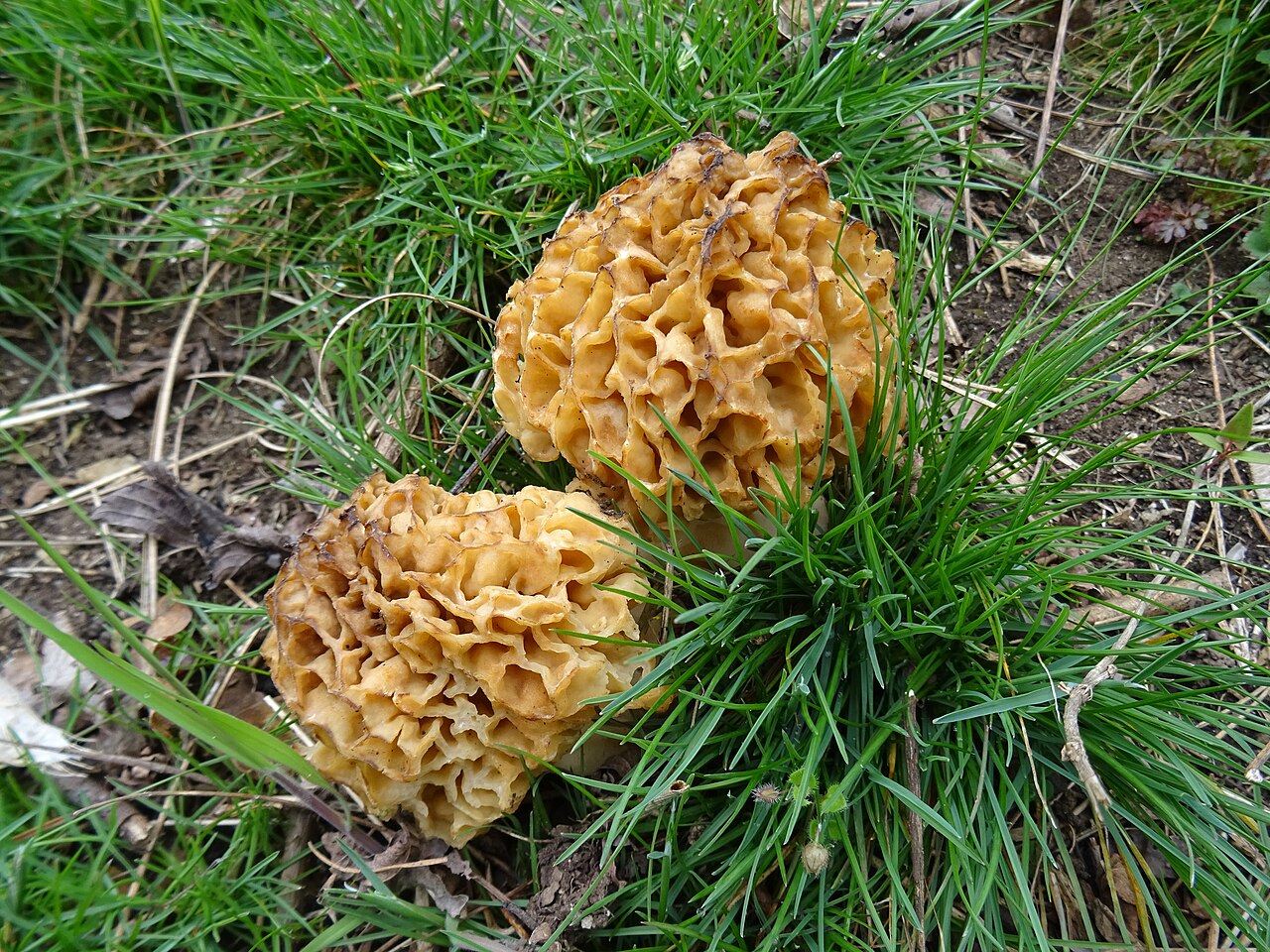 Common Morel stem and base detail