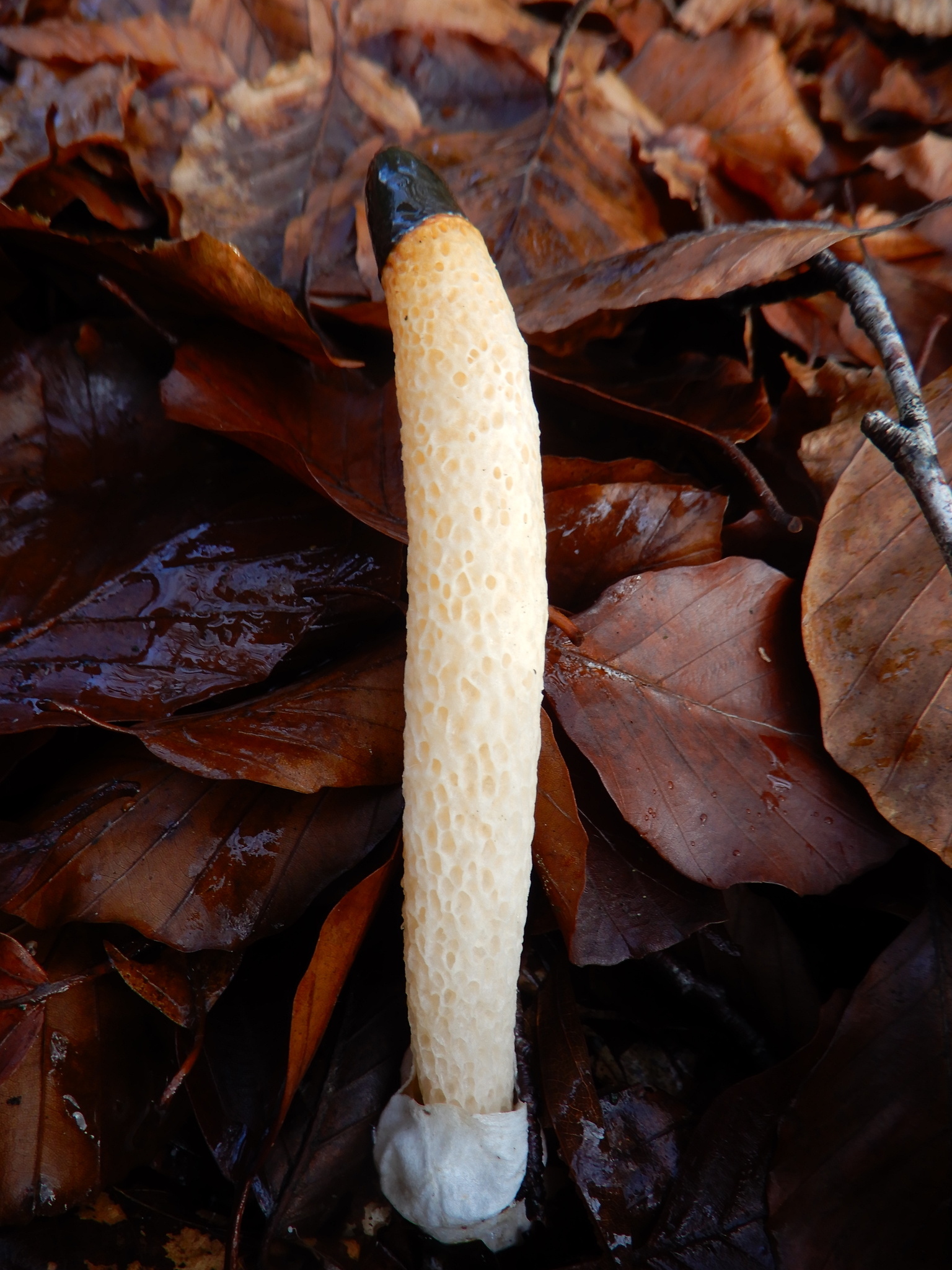 Dog Stinkhorn (Mutinus caninus) wild specimen