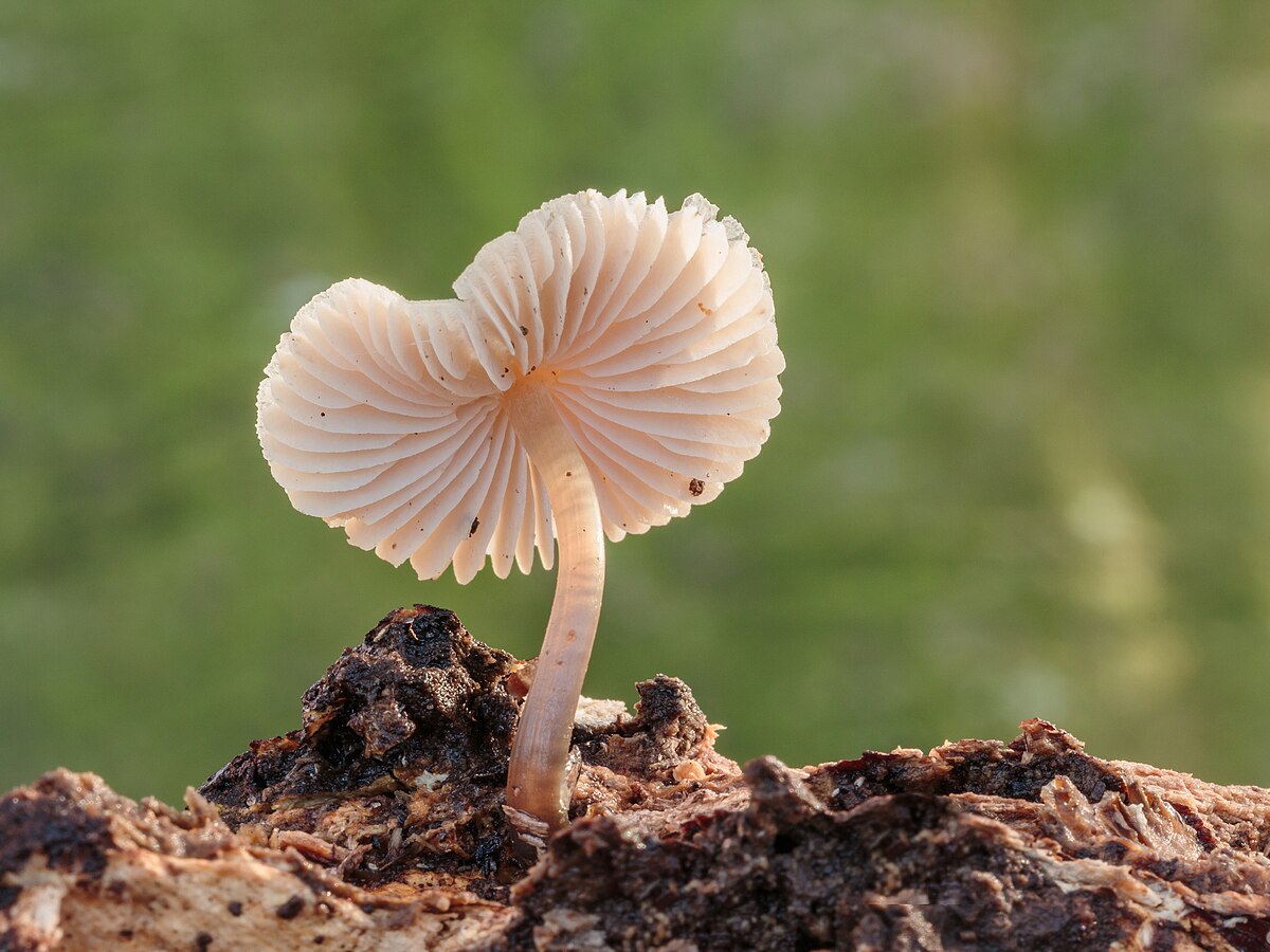 Common Bonnet (Mycena galericulata)