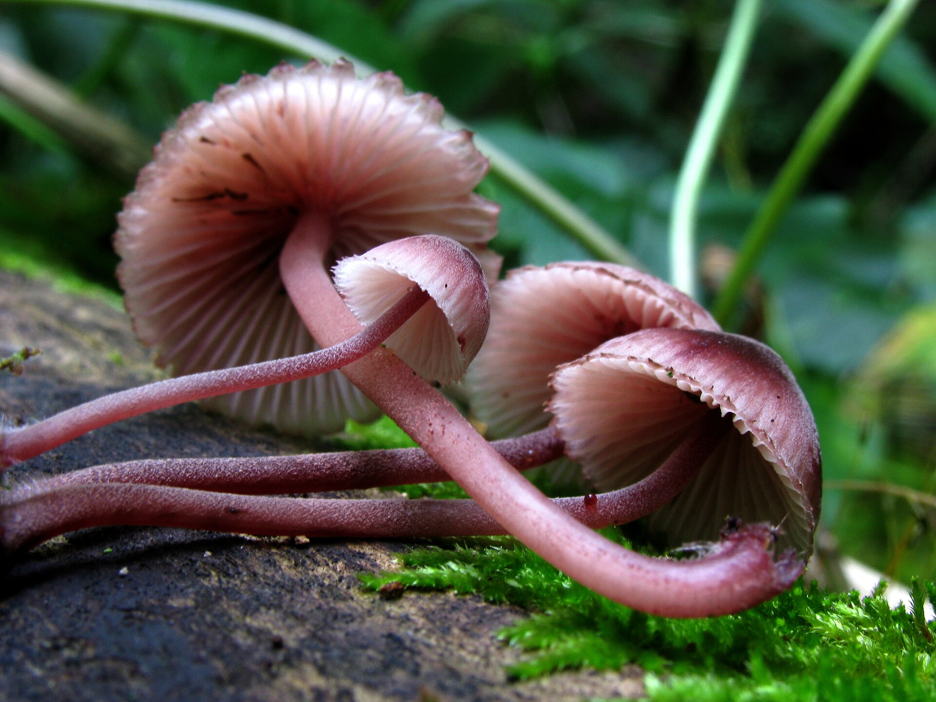 Bleeding Mycena (Mycena haematopus)
