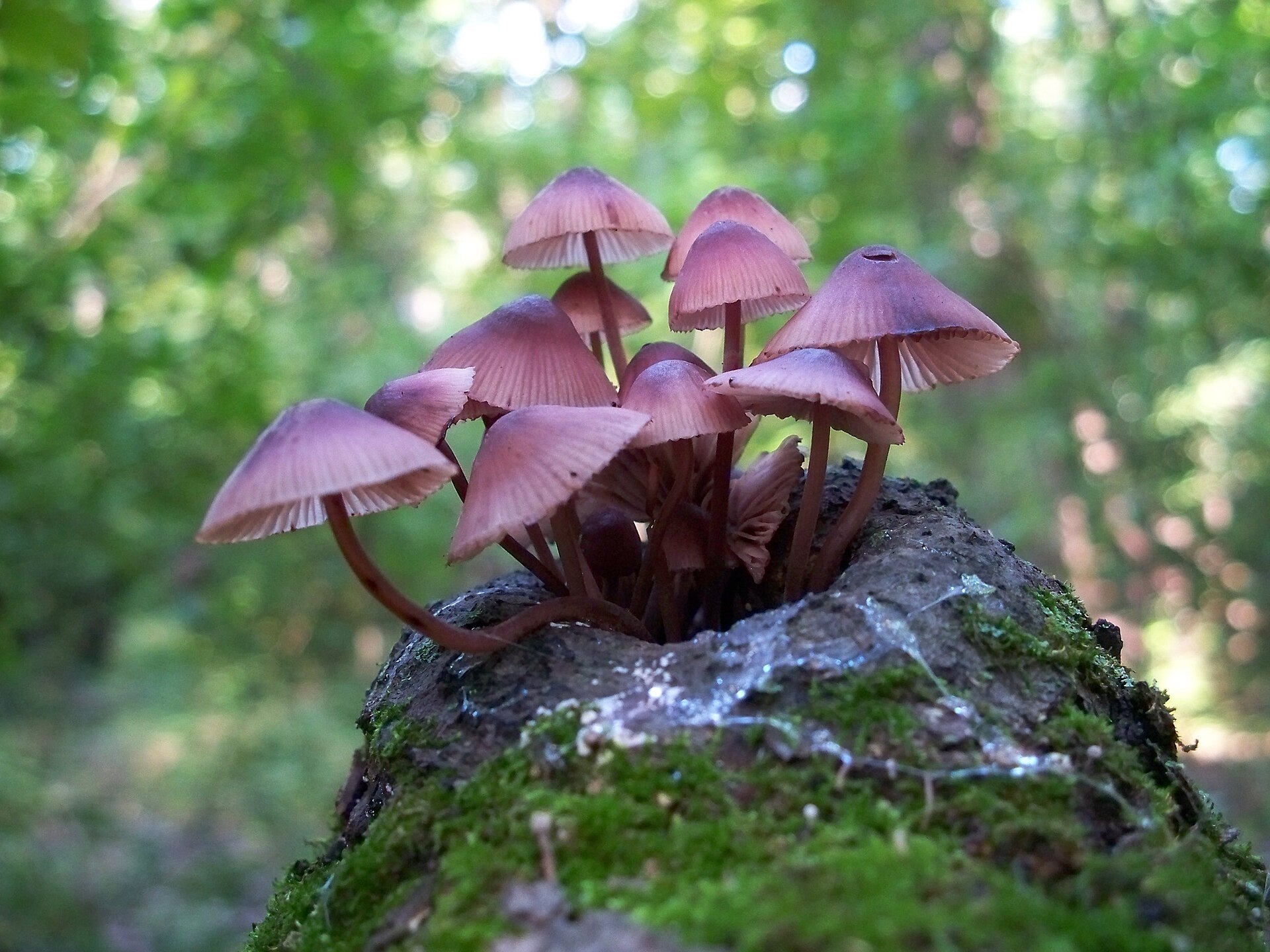 Bleeding Mycena cap viewed from above showing surface texture
