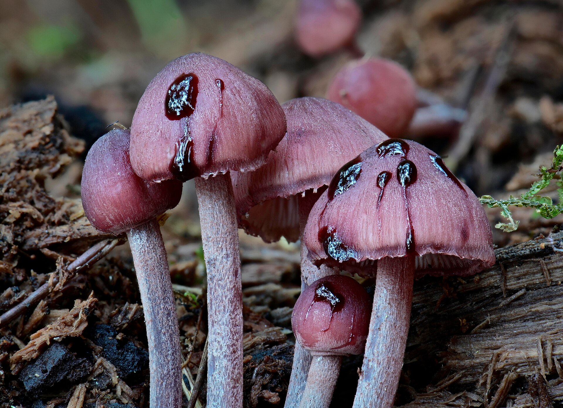 Bleeding Mycena cap viewed from above showing surface texture