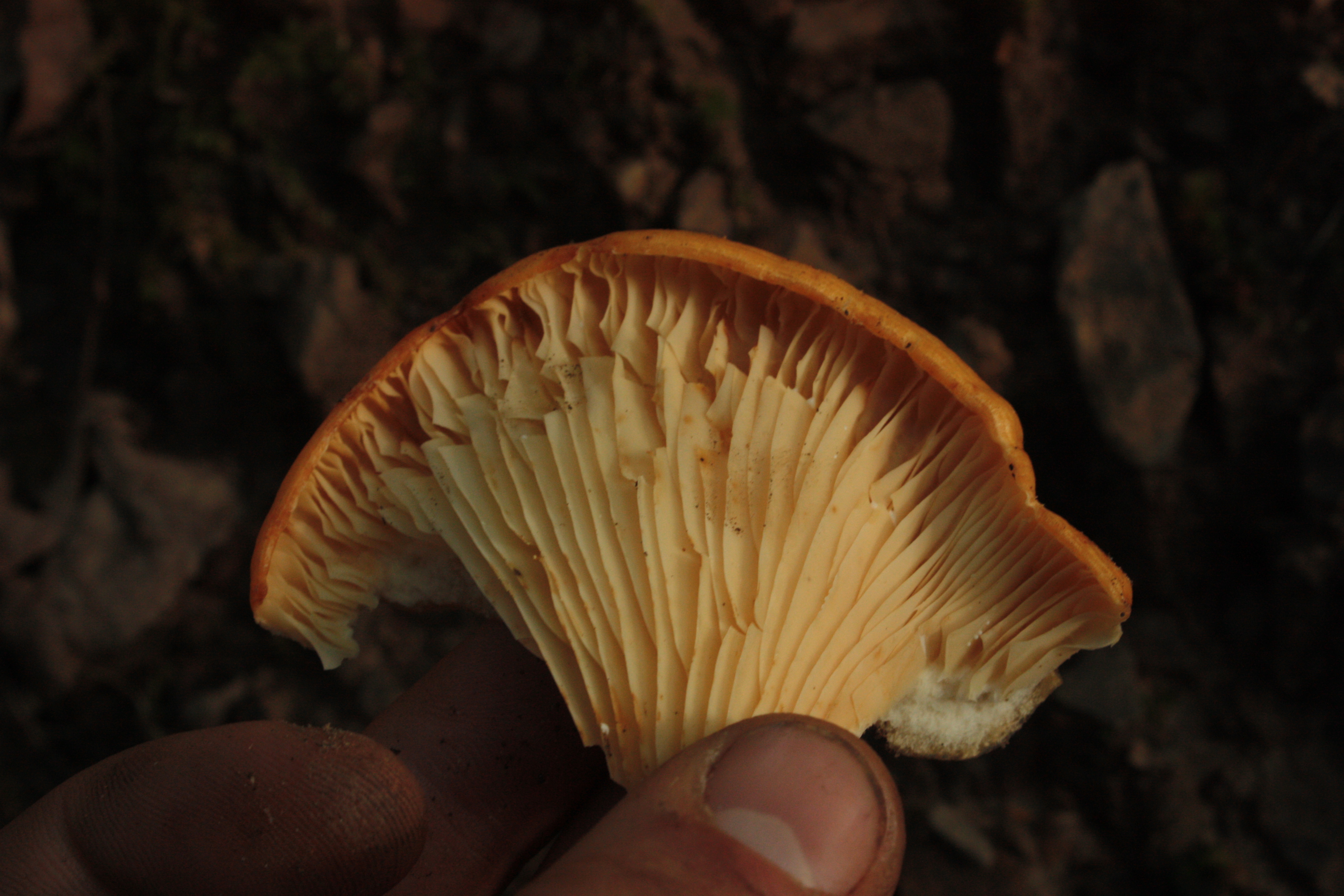 Closeup of Jack O'Lantern mushroom cap showing smooth orange surface