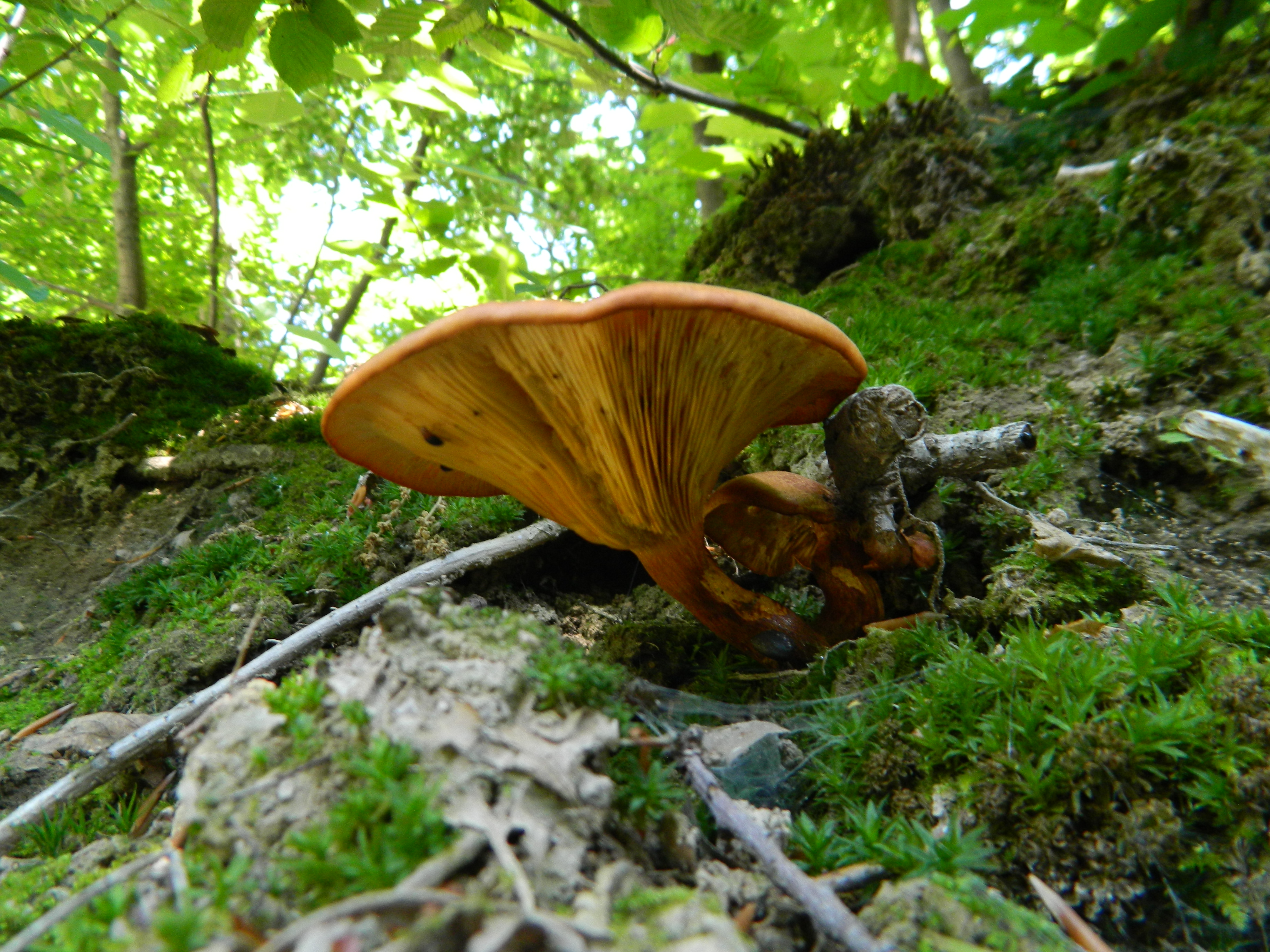 Underside of Jack O'Lantern mushroom showing closely spaced orange decurrent gills