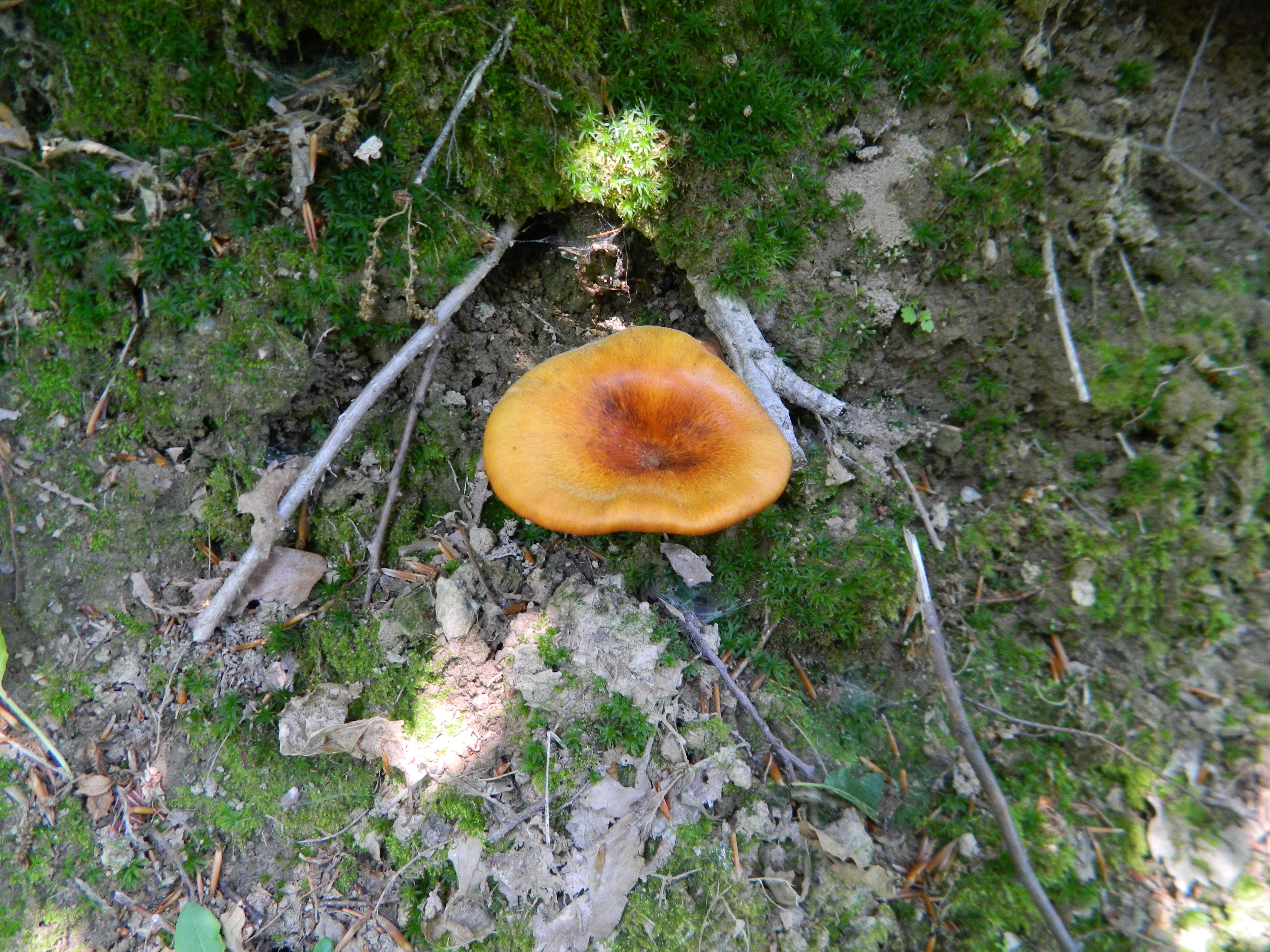 Jack O'Lantern mushrooms fruiting at the base of a hardwood tree