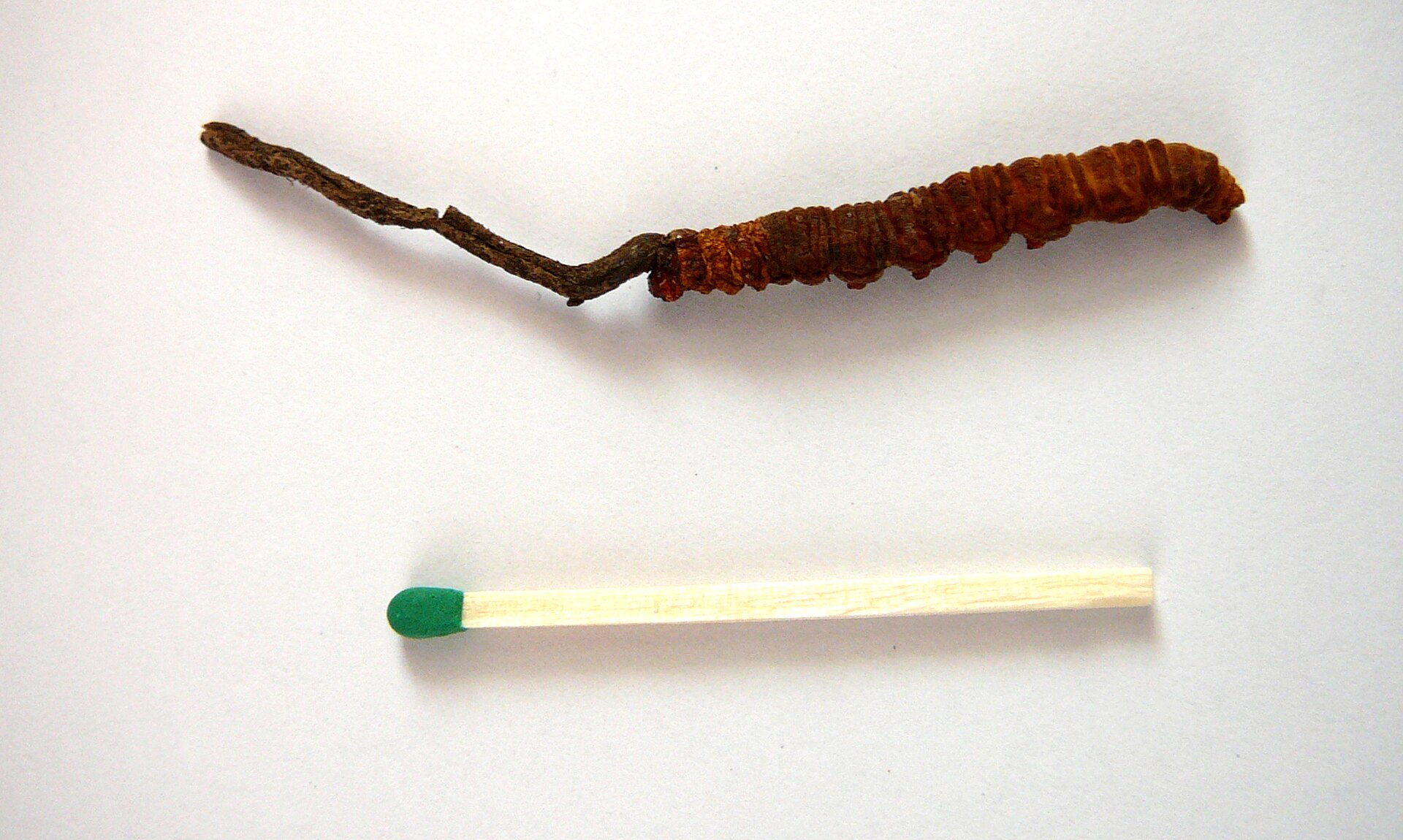 Caterpillar Fungus (Ophiocordyceps sinensis)