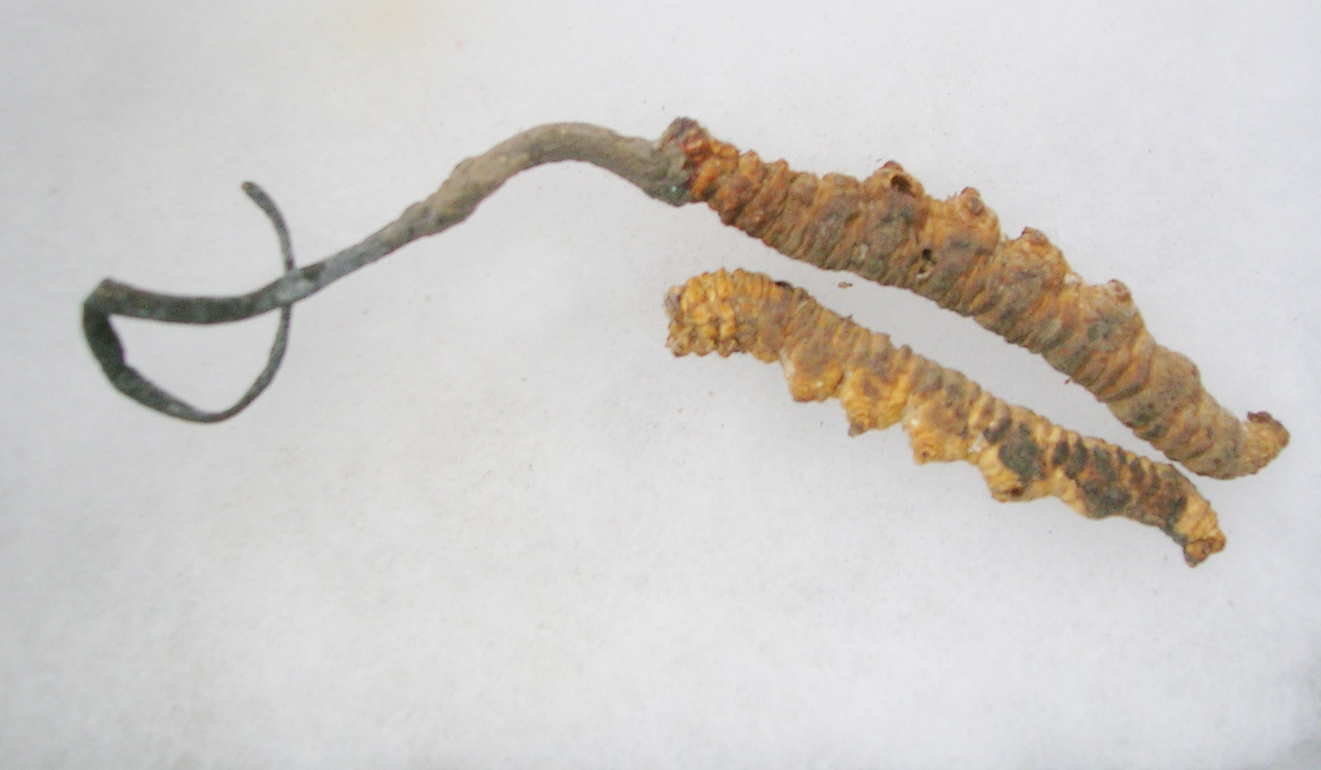 Caterpillar Fungus (Ophiocordyceps sinensis) wild specimen