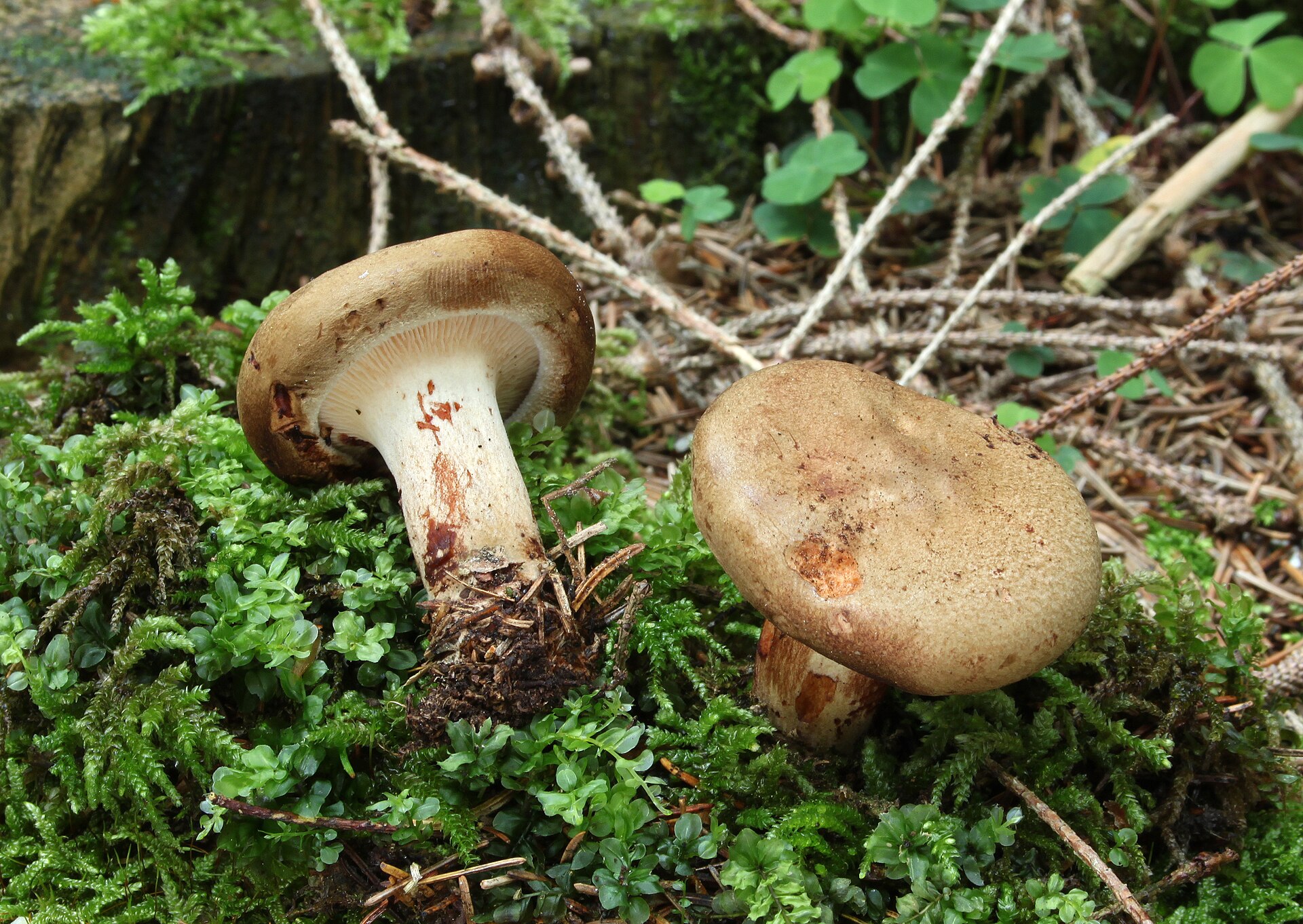 Brown Rollrim (Paxillus involutus)