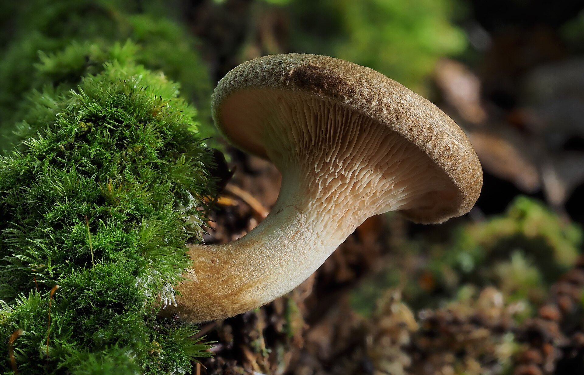 Brown Rollrim (Paxillus involutus) wild specimen