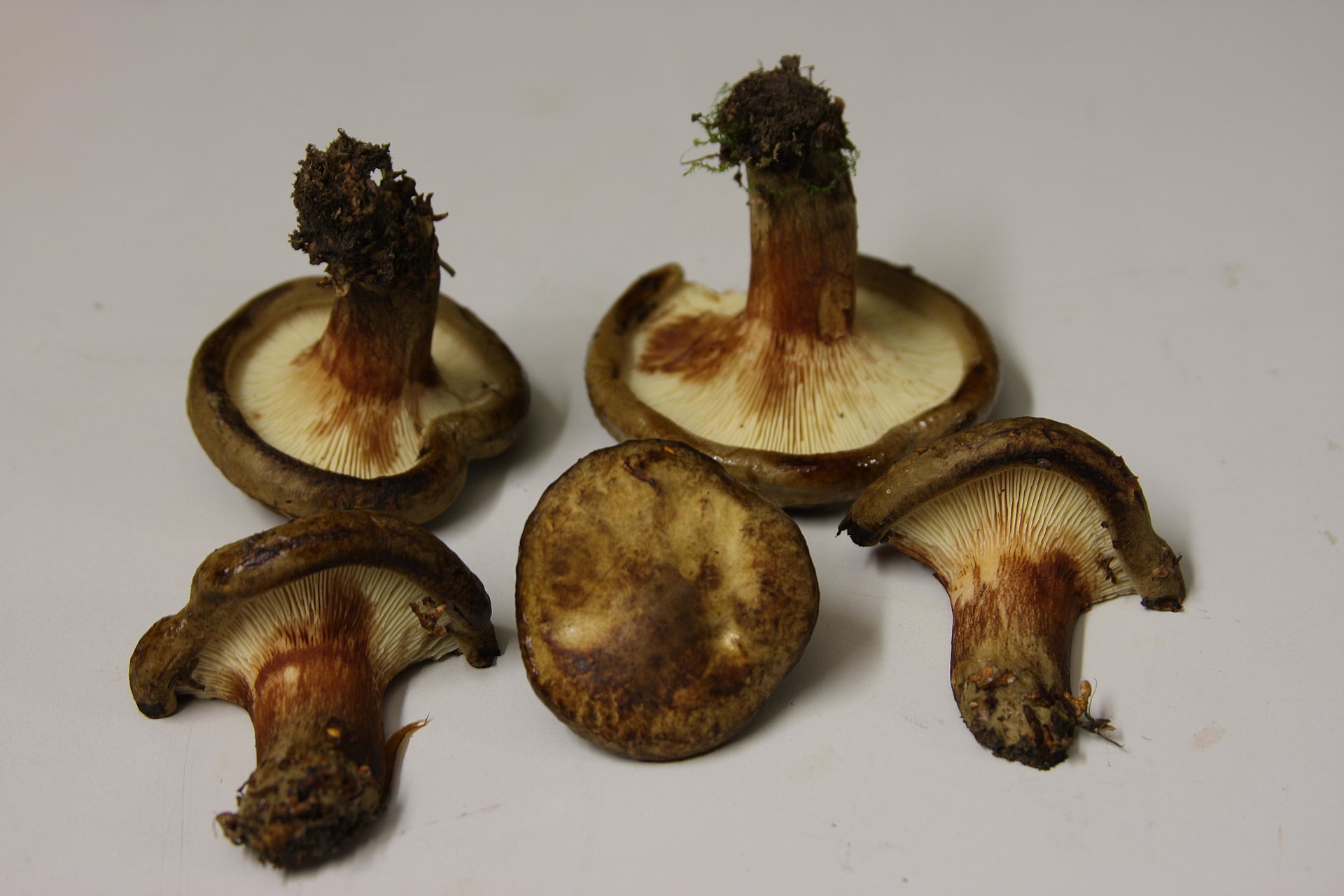 Brown Rollrim (Paxillus involutus) wild specimen