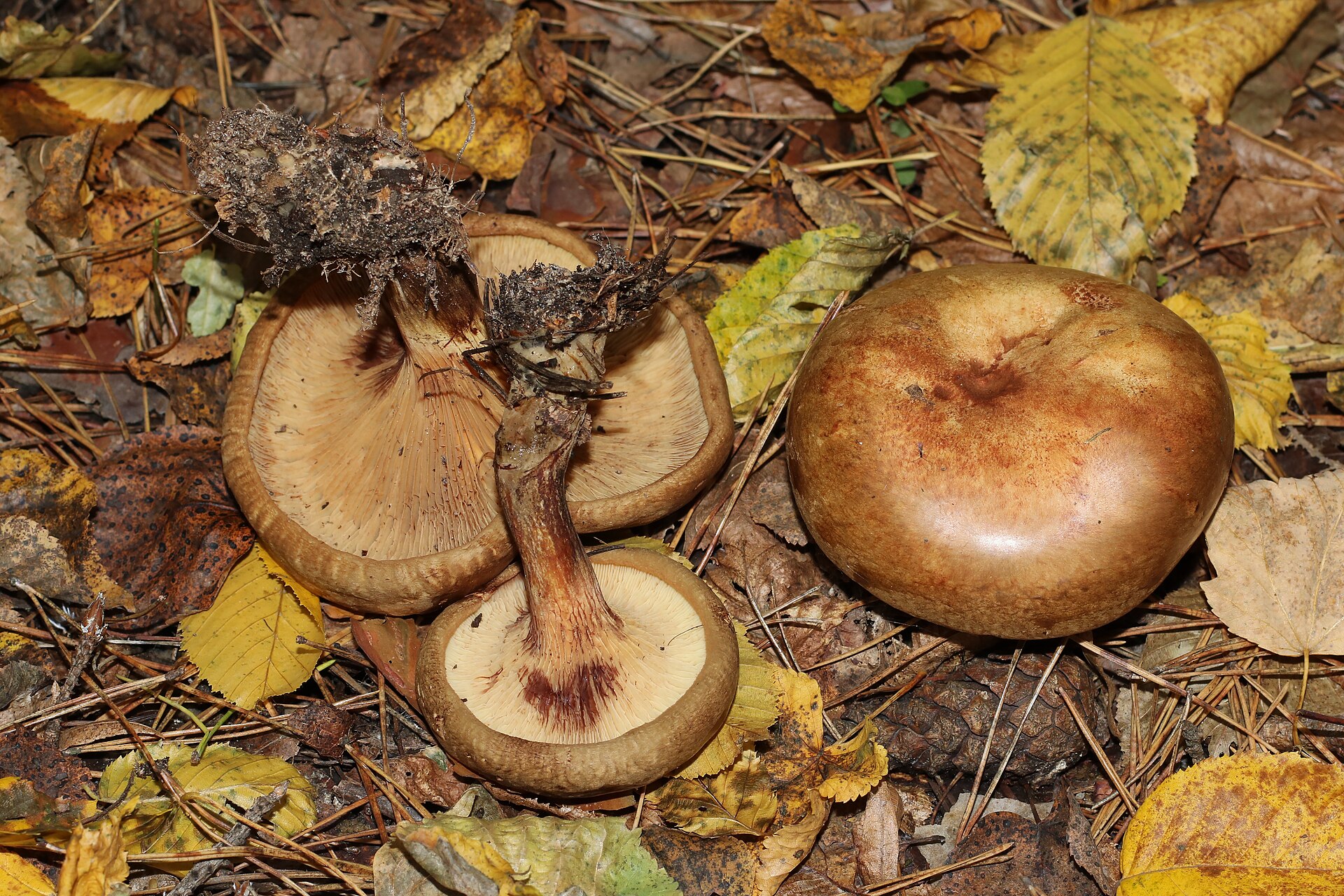 Brown Rollrim (Paxillus involutus) wild specimen
