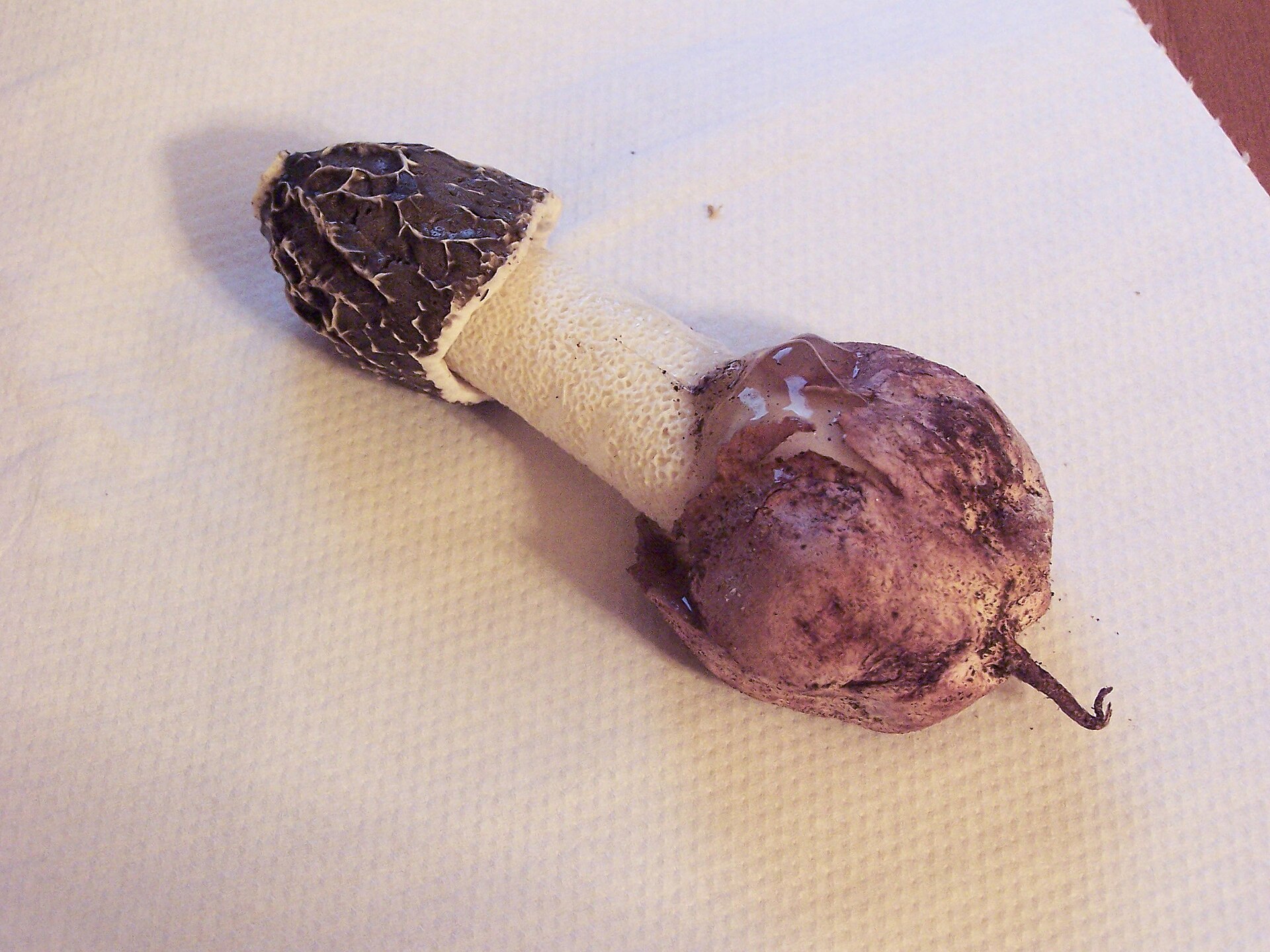 Dune Stinkhorn (Phallus hadriani)